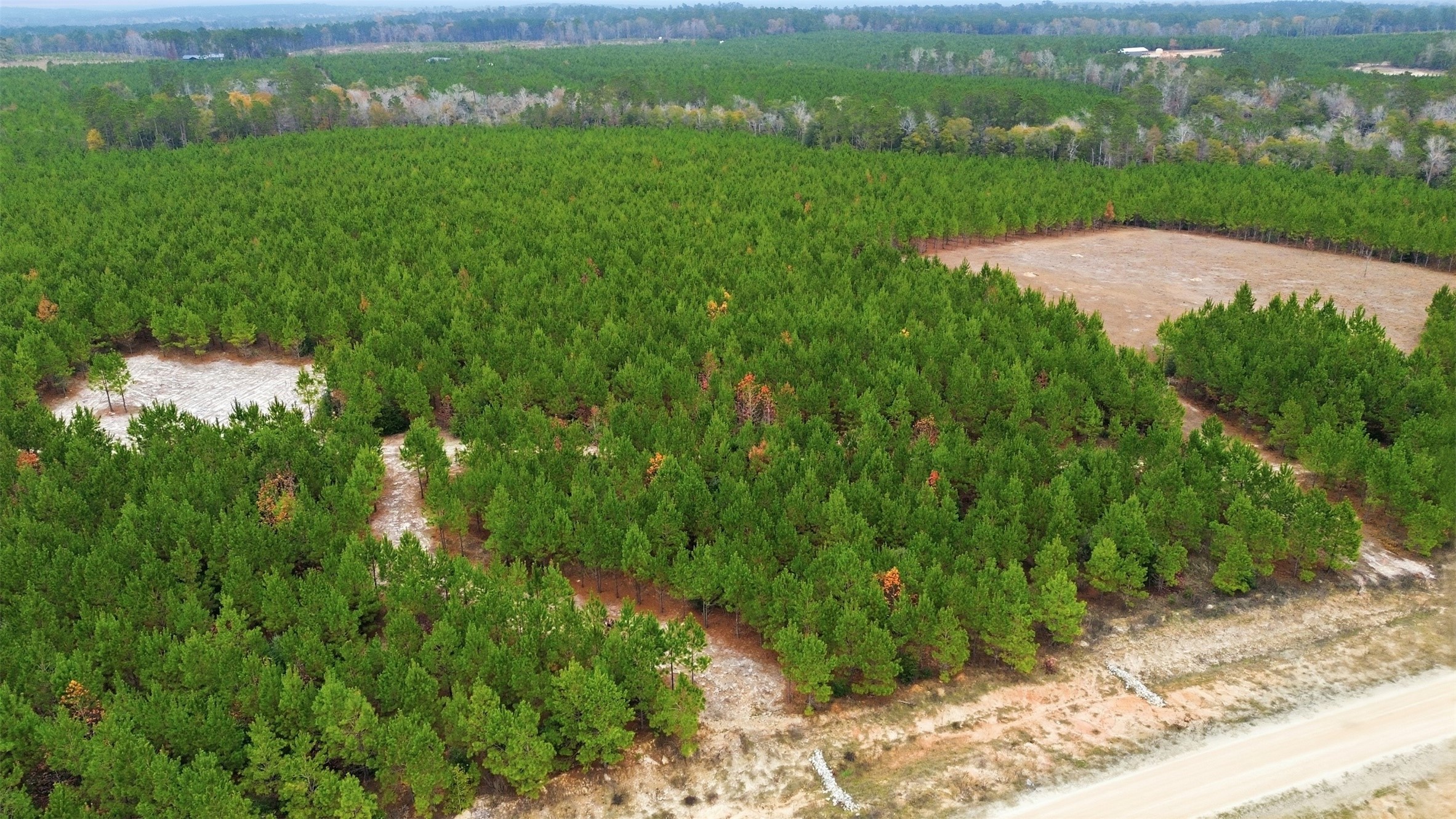 Tbd Blackjack Road Livingston, TX 77351 - Photo 4 of 11 a view of a city with lush green forest