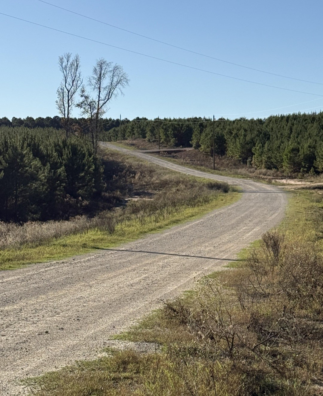 Tbd Blackjack Road Livingston, TX 77351 - Photo 10 of 11 a view of a yard