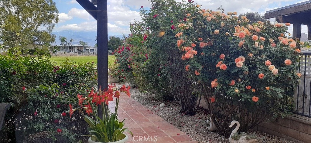 1484 Pepper Tree Drive Hemet, CA 92545 - Photo 23 of 29 Beautiful mature rose garden