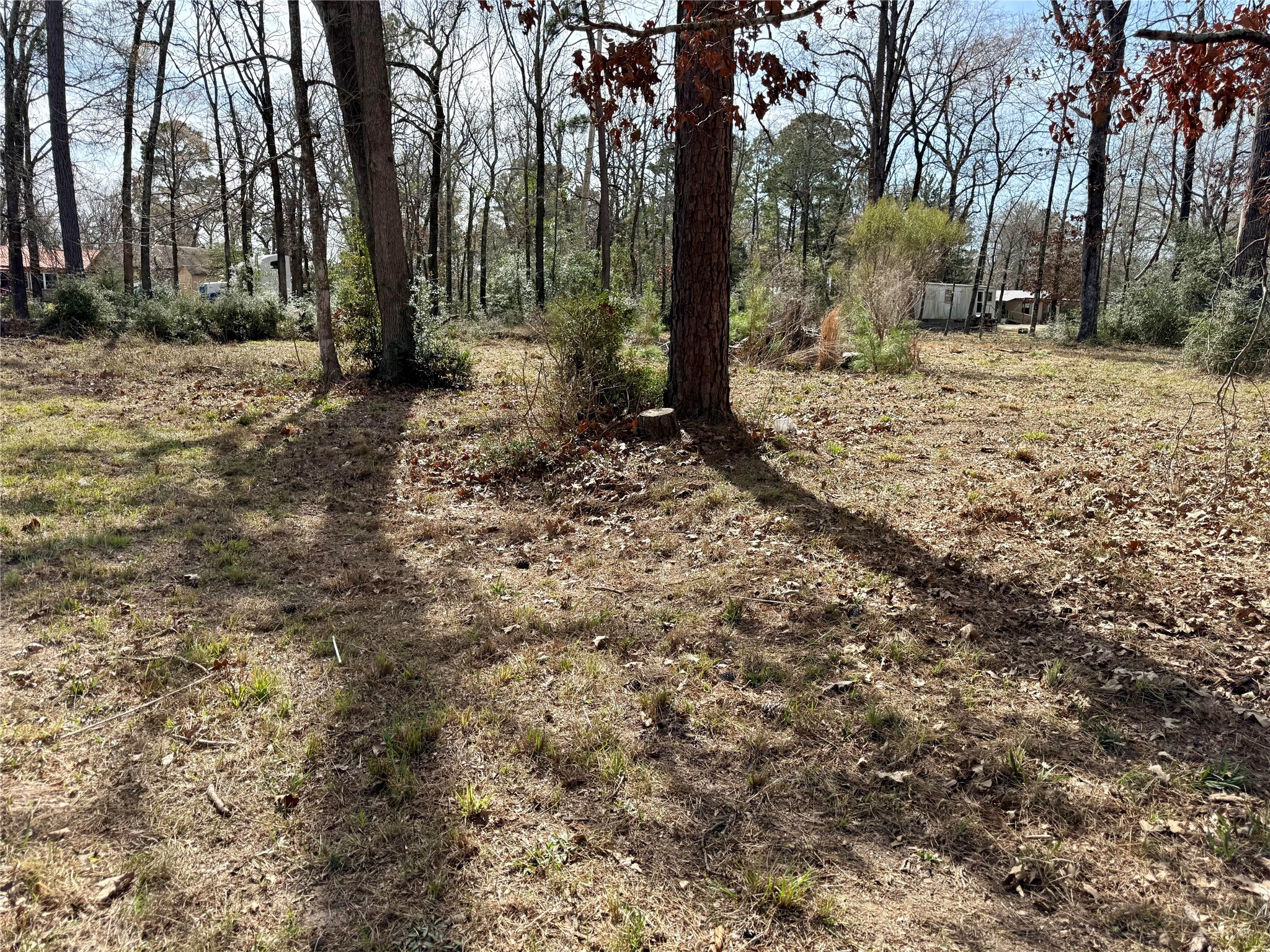 Tbd Bugger Bat Boulevard Trinity, TX 75862 - Photo 6 of 18 a view of a yard with trees