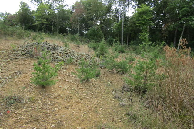 Lot 6 Meridian Road Crossville, TN 38555 - Photo 2 of 7 Roadway to back