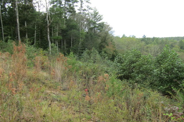 Lot 6 Meridian Road Crossville, TN 38555 - Photo 3 of 7 Towards Creek
