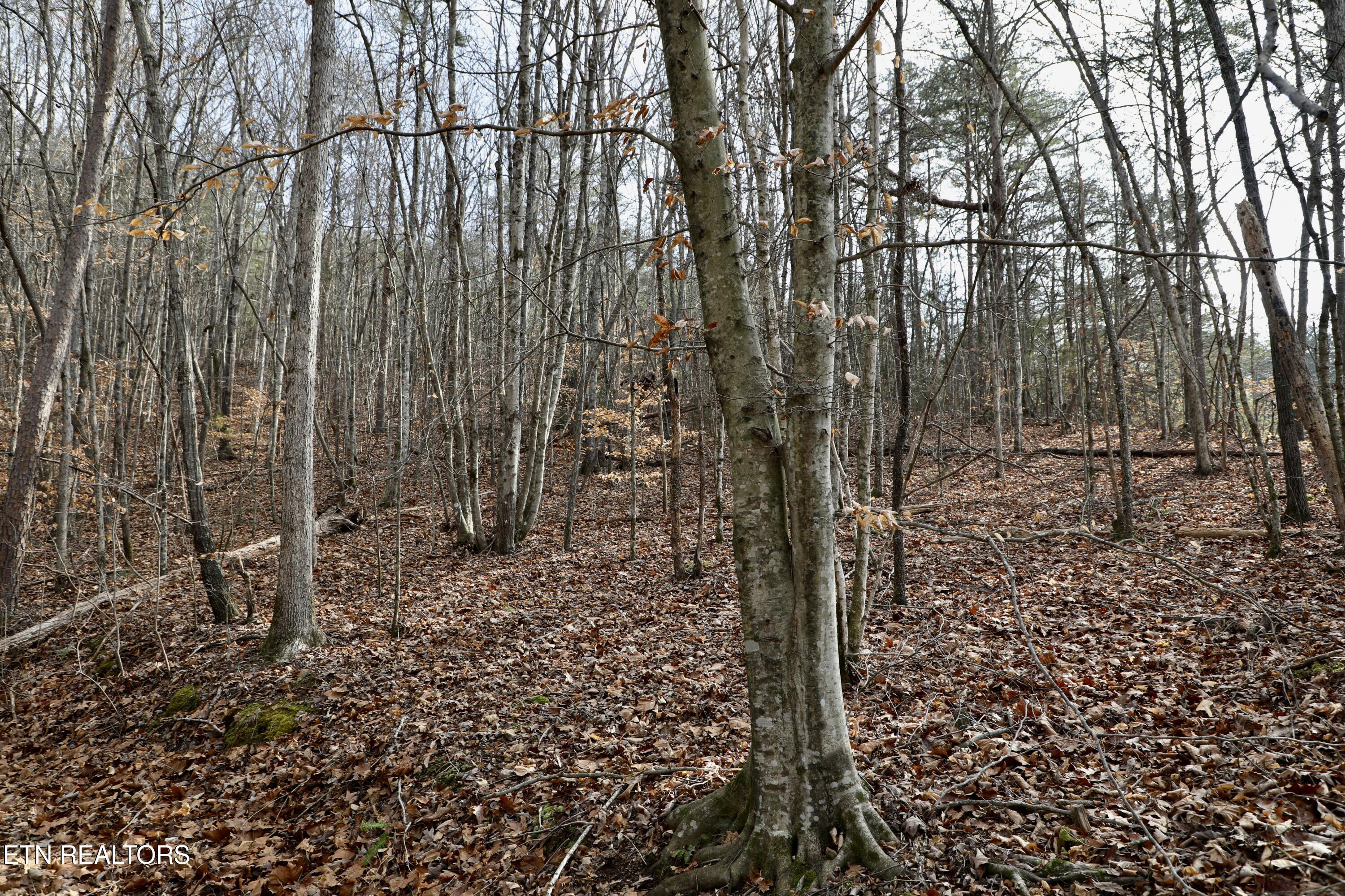 Forest View Tellico Plains, TN 37385 - Photo 12 of 21 3