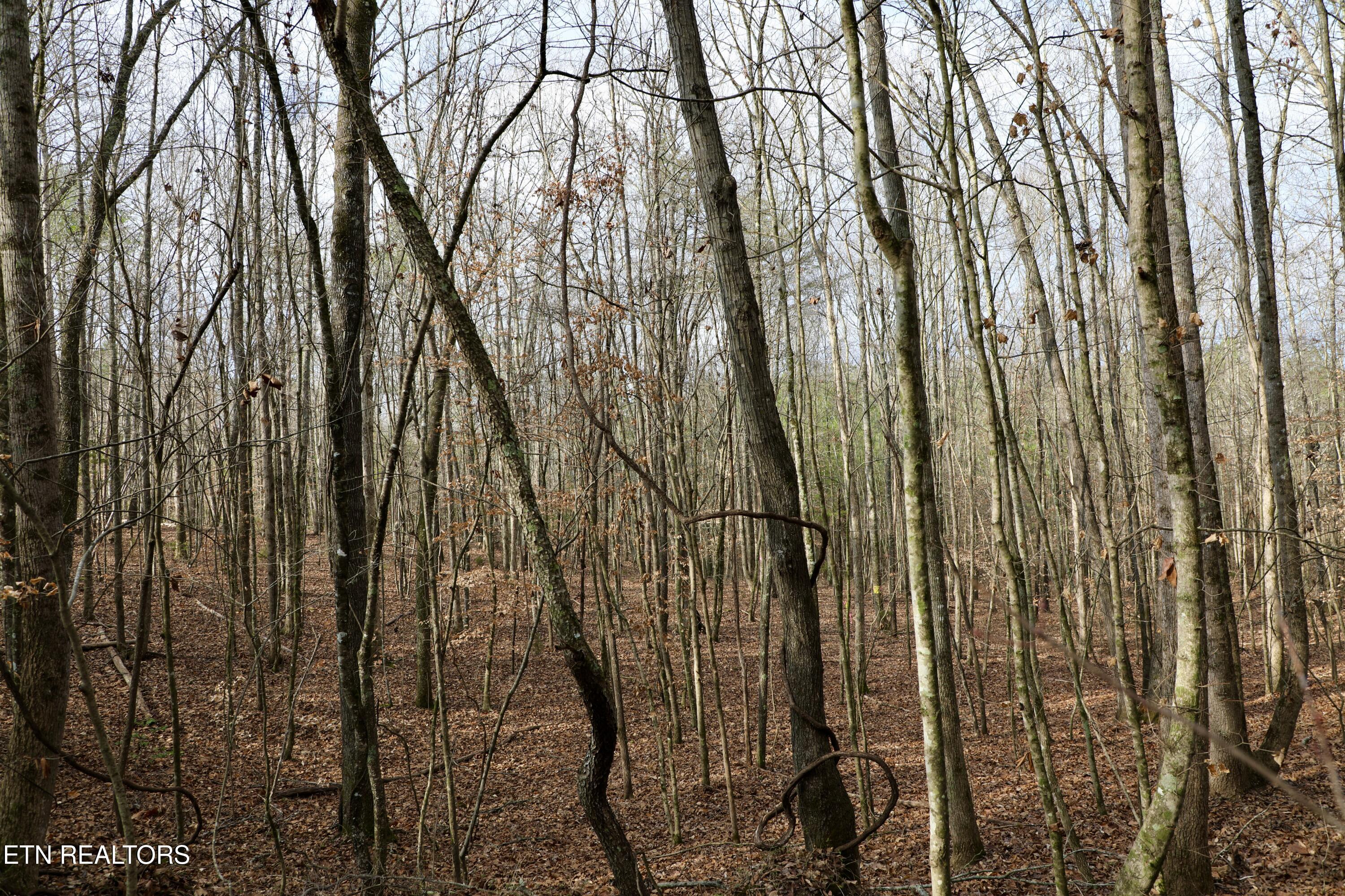 Forest View Tellico Plains, TN 37385 - Photo 13 of 21 5