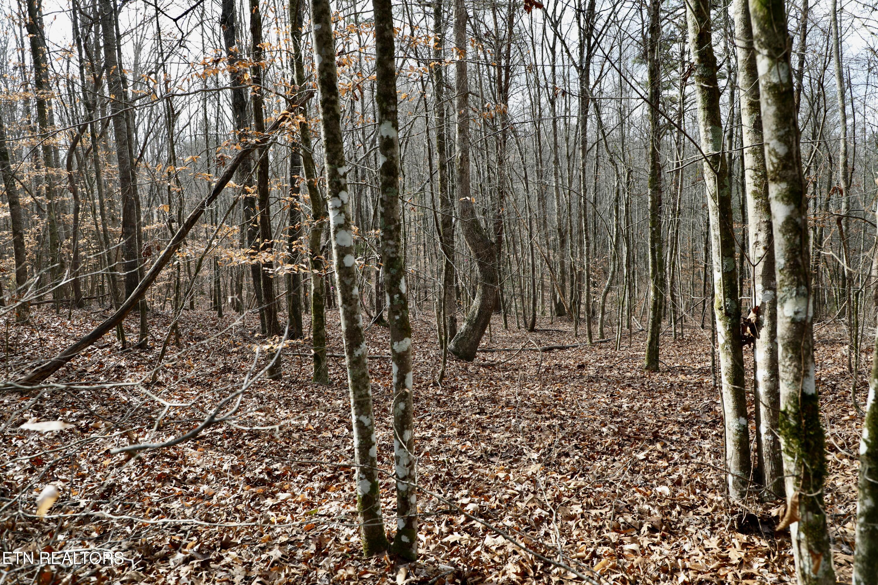 Forest View Tellico Plains, TN 37385 - Photo 15 of 21 7