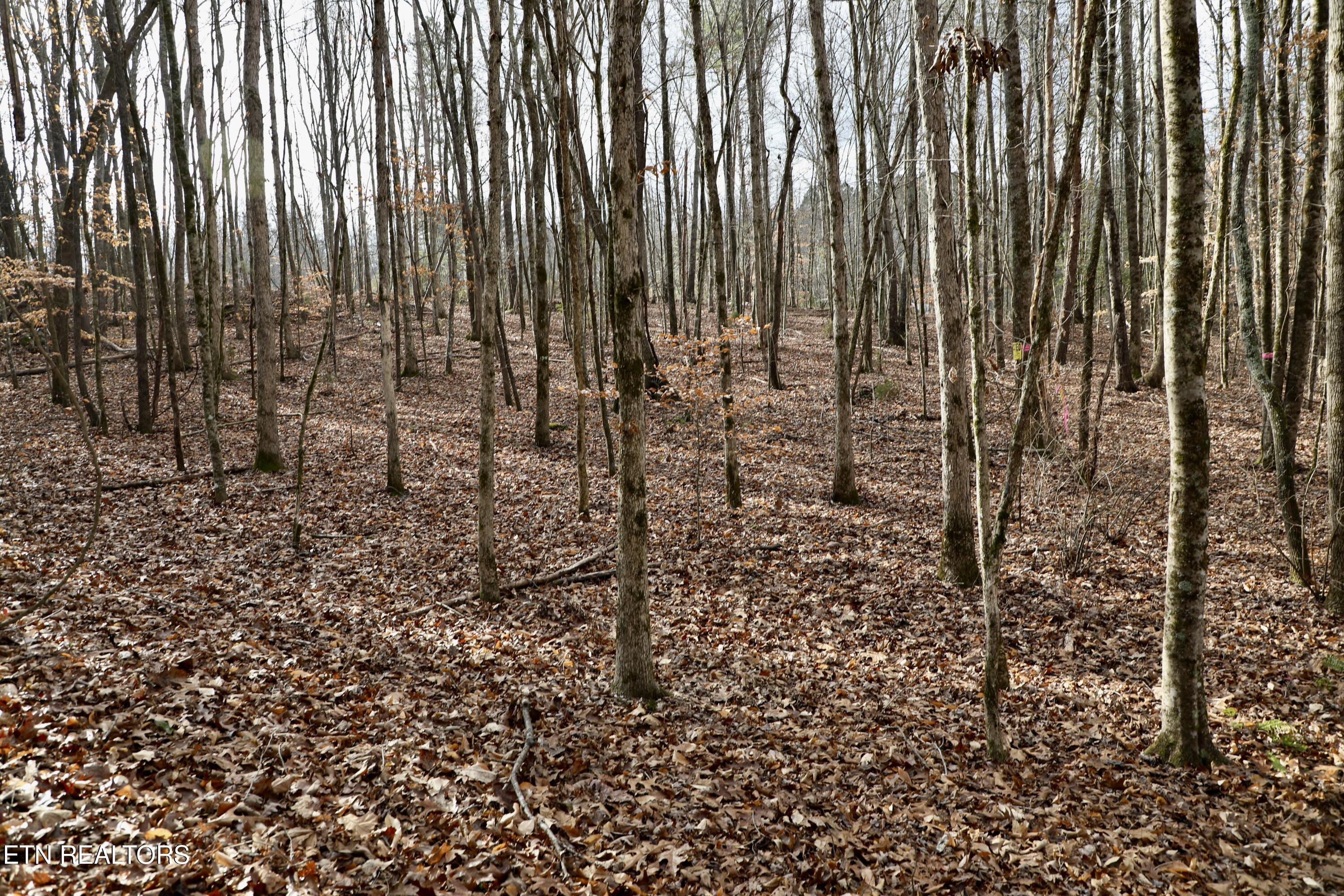 Forest View Tellico Plains, TN 37385 - Photo 17 of 21 9