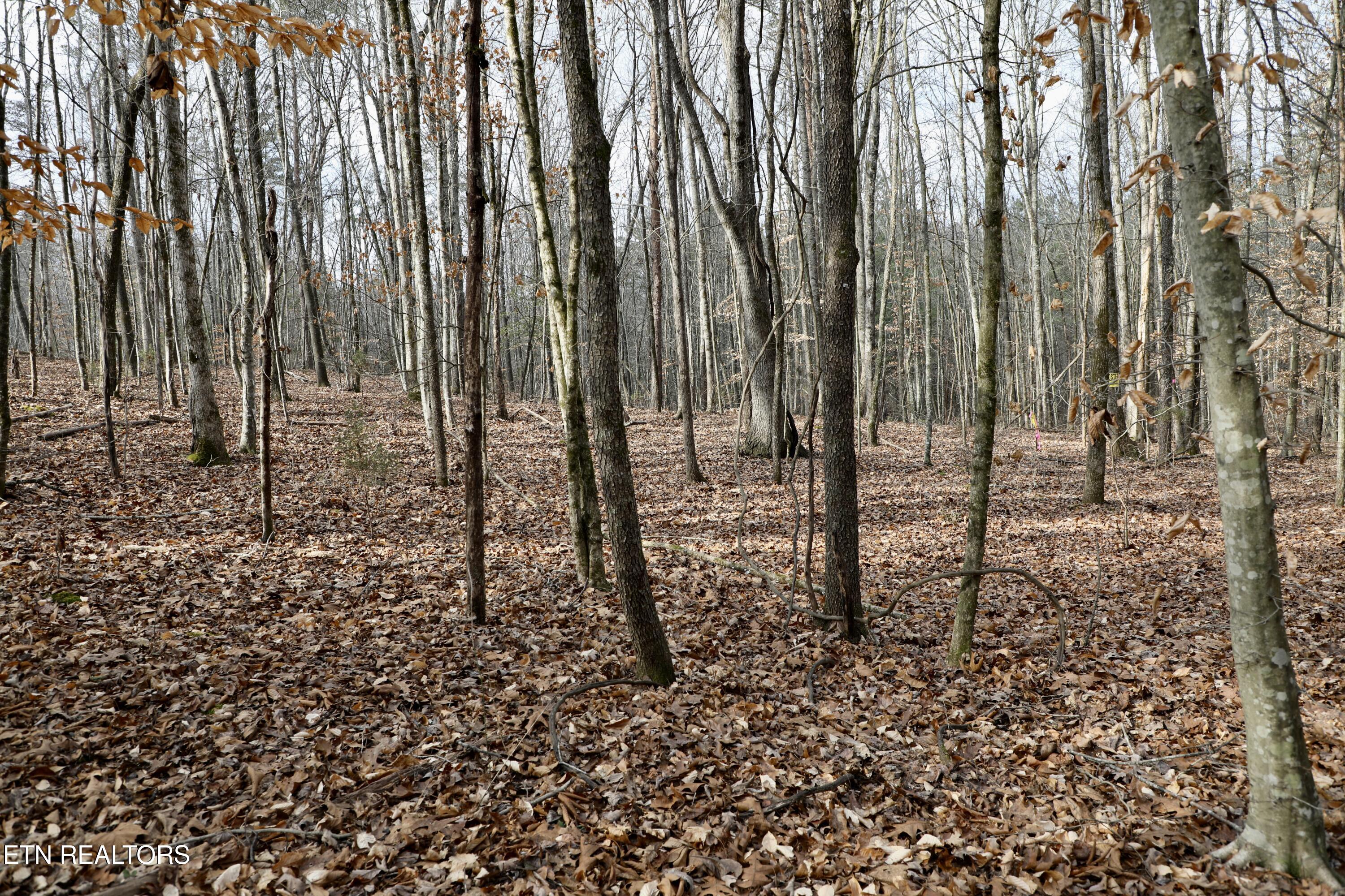 Forest View Tellico Plains, TN 37385 - Photo 19 of 21 11