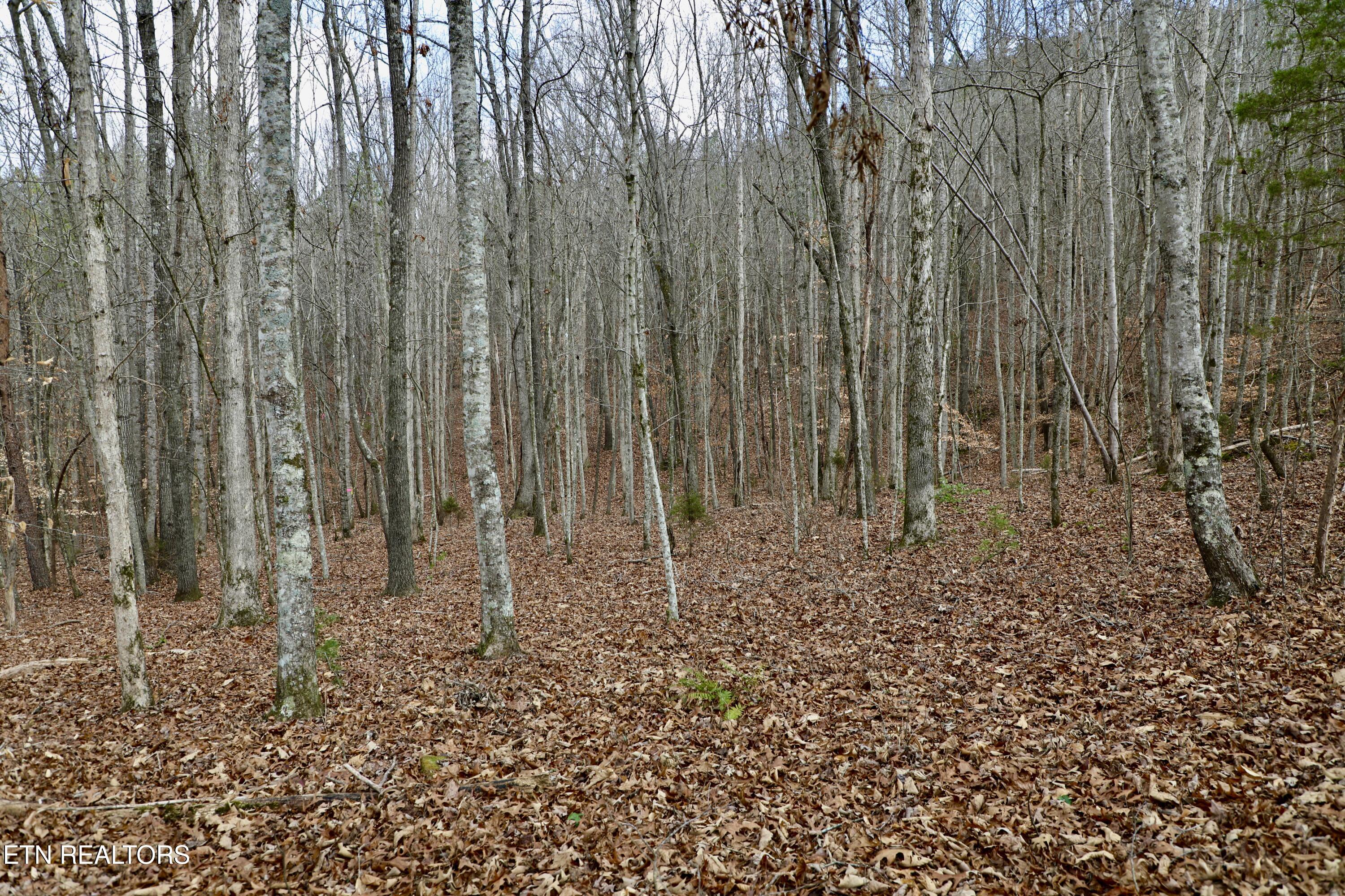 Forest View Tellico Plains, TN 37385 - Photo 20 of 21 12
