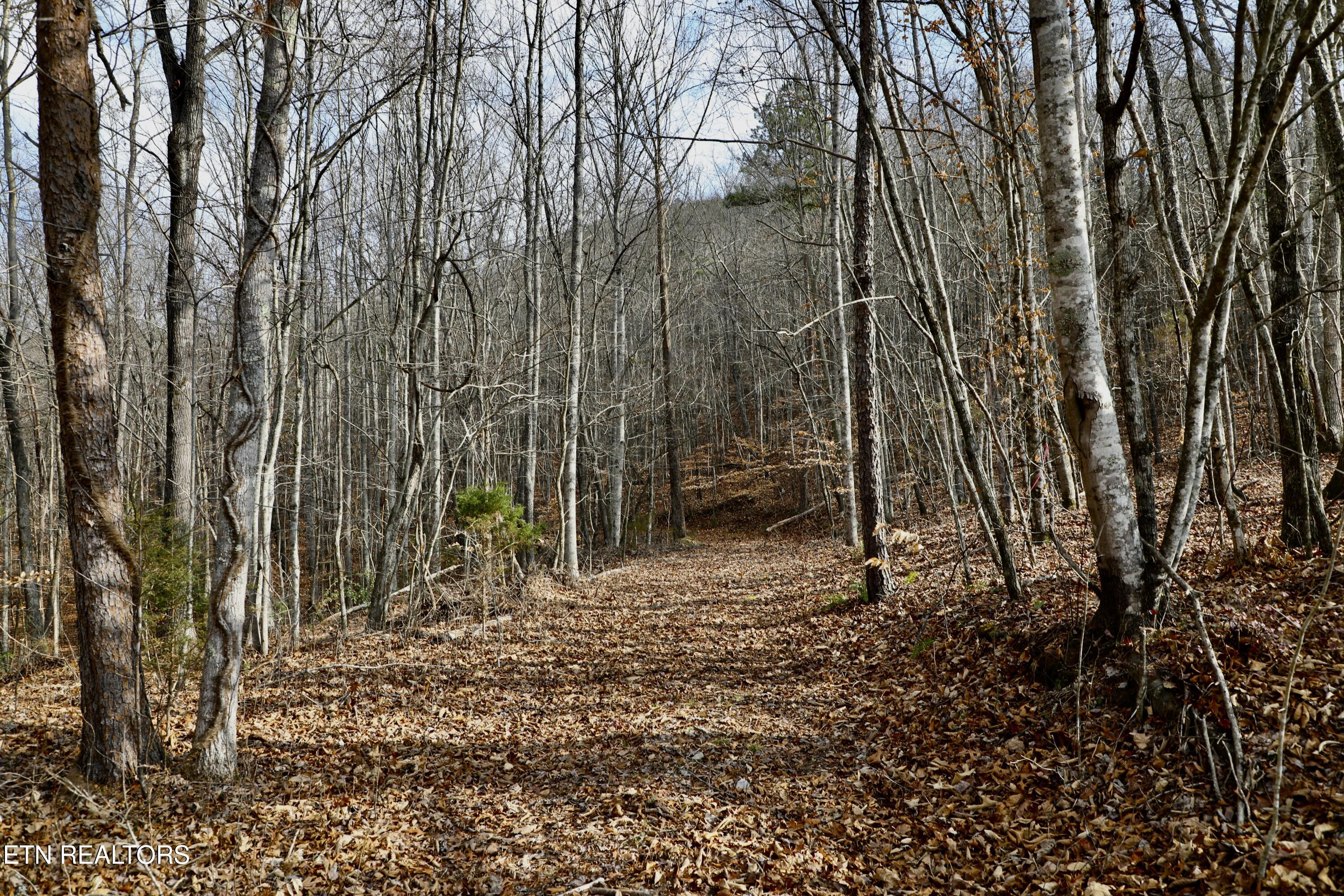 Forest View Tellico Plains, TN 37385 - Photo 6 of 21 9