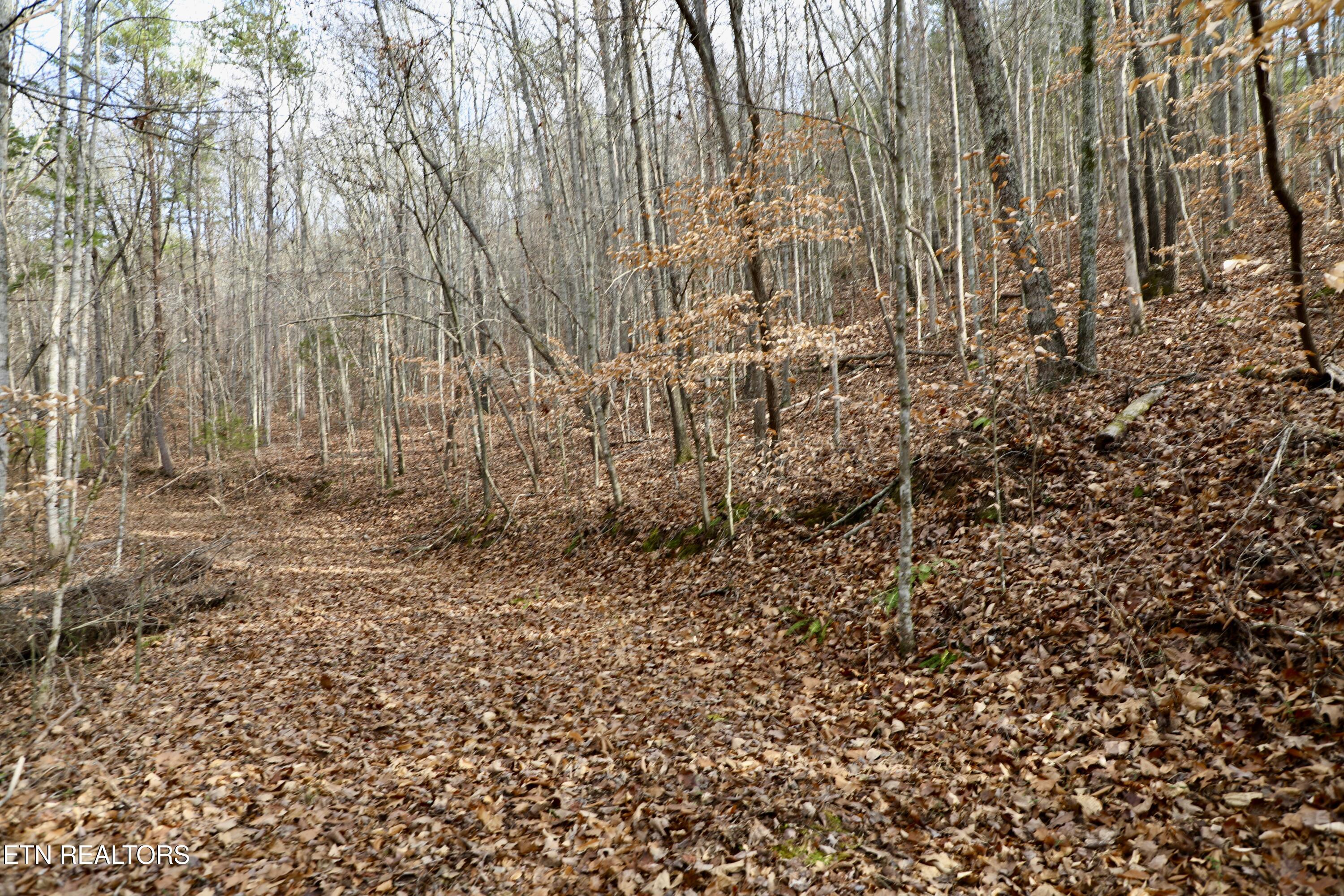 Forest View Tellico Plains, TN 37385 - Photo 7 of 21 4