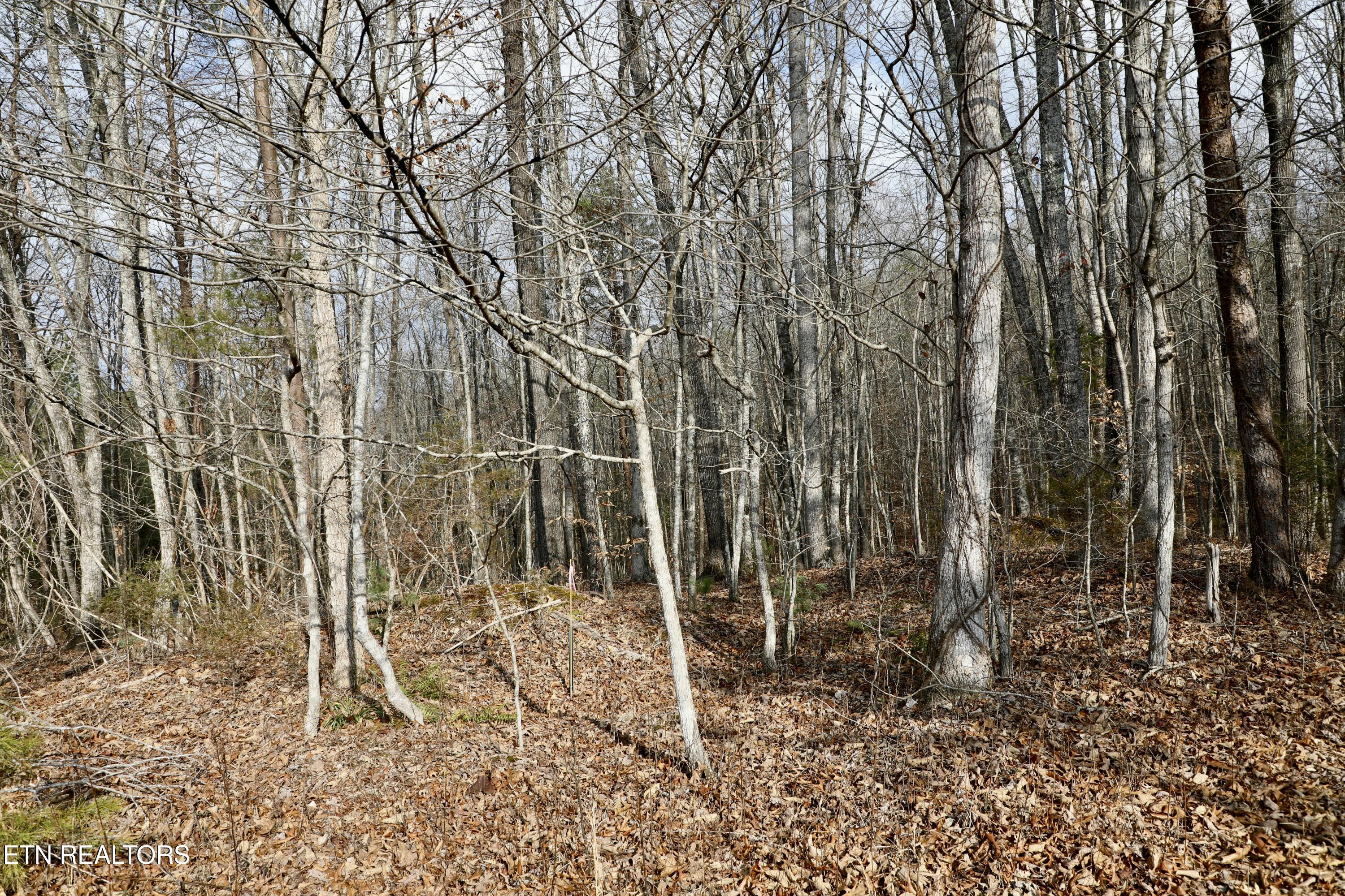 Forest View Tellico Plains, TN 37385 - Photo 8 of 21 8