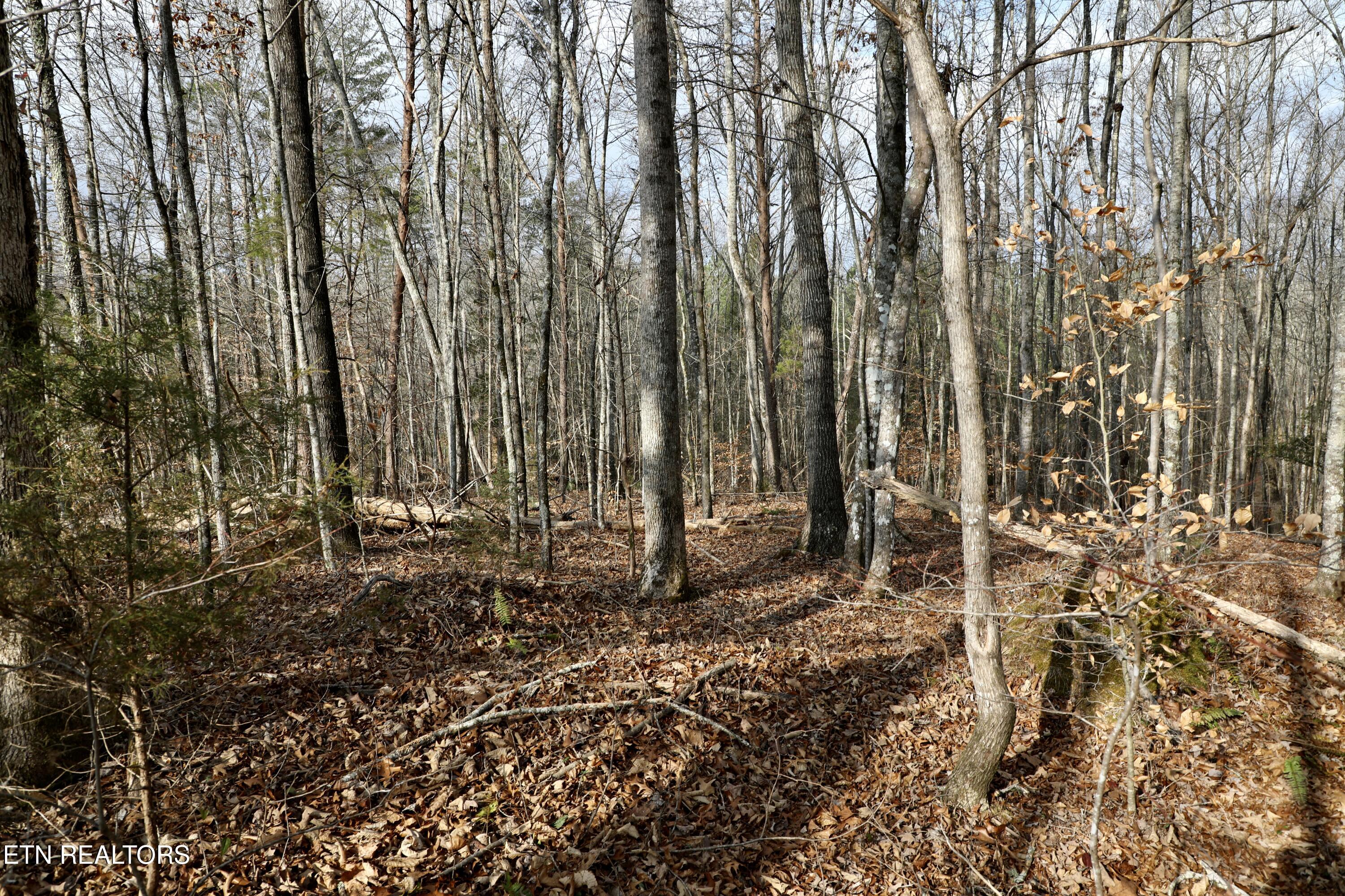 Forest View Tellico Plains, TN 37385 - Photo 10 of 21 1