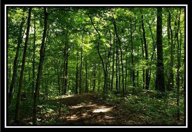 0 Pedigo Ridge Road, Unit TRACT 6) Nelsonville, OH 45764 - Photo 29 of 57 image029
