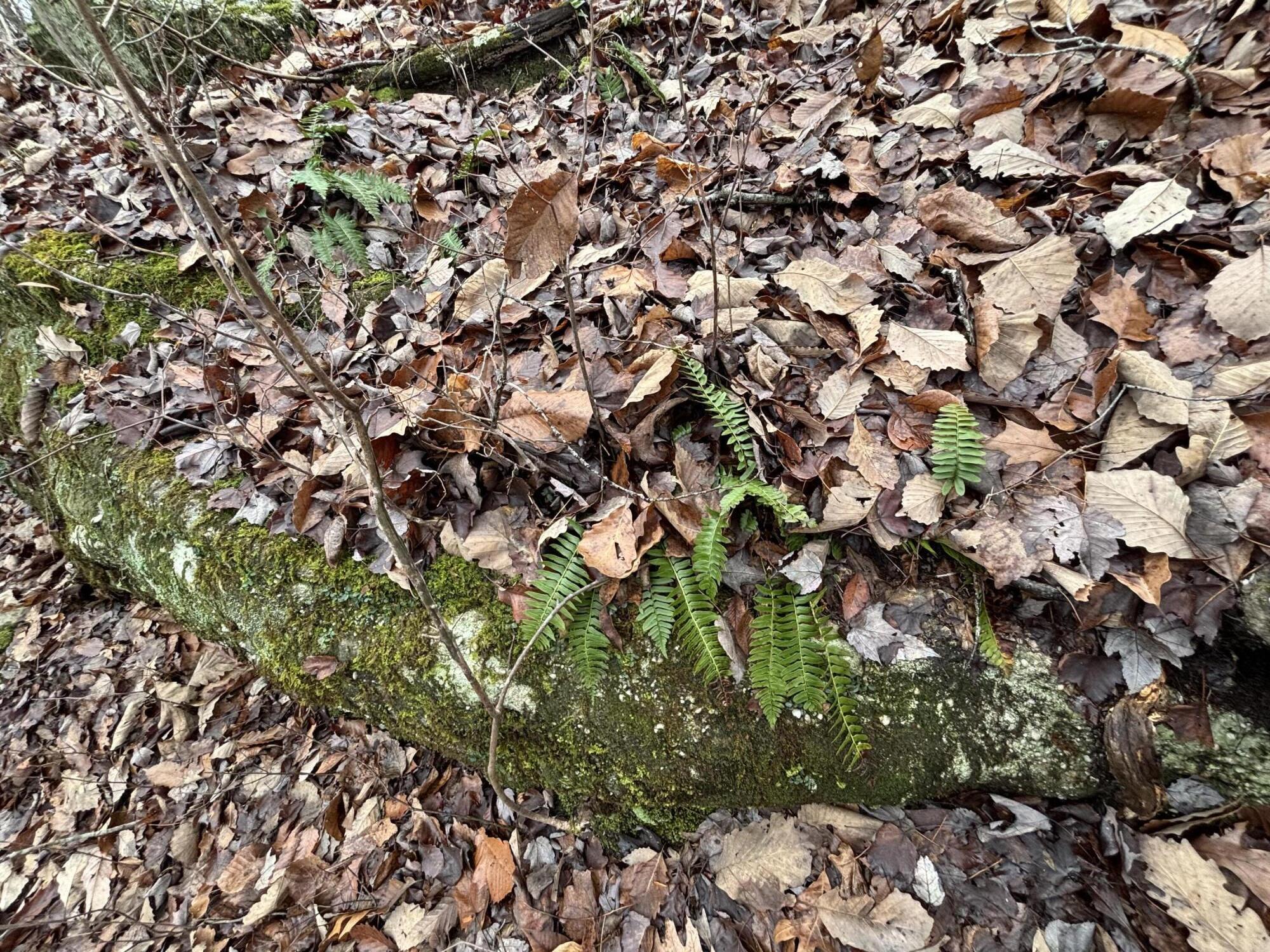 3699 Crockett Pointe Jasper, TN 37347 - Photo 15 of 74 IMG_7515