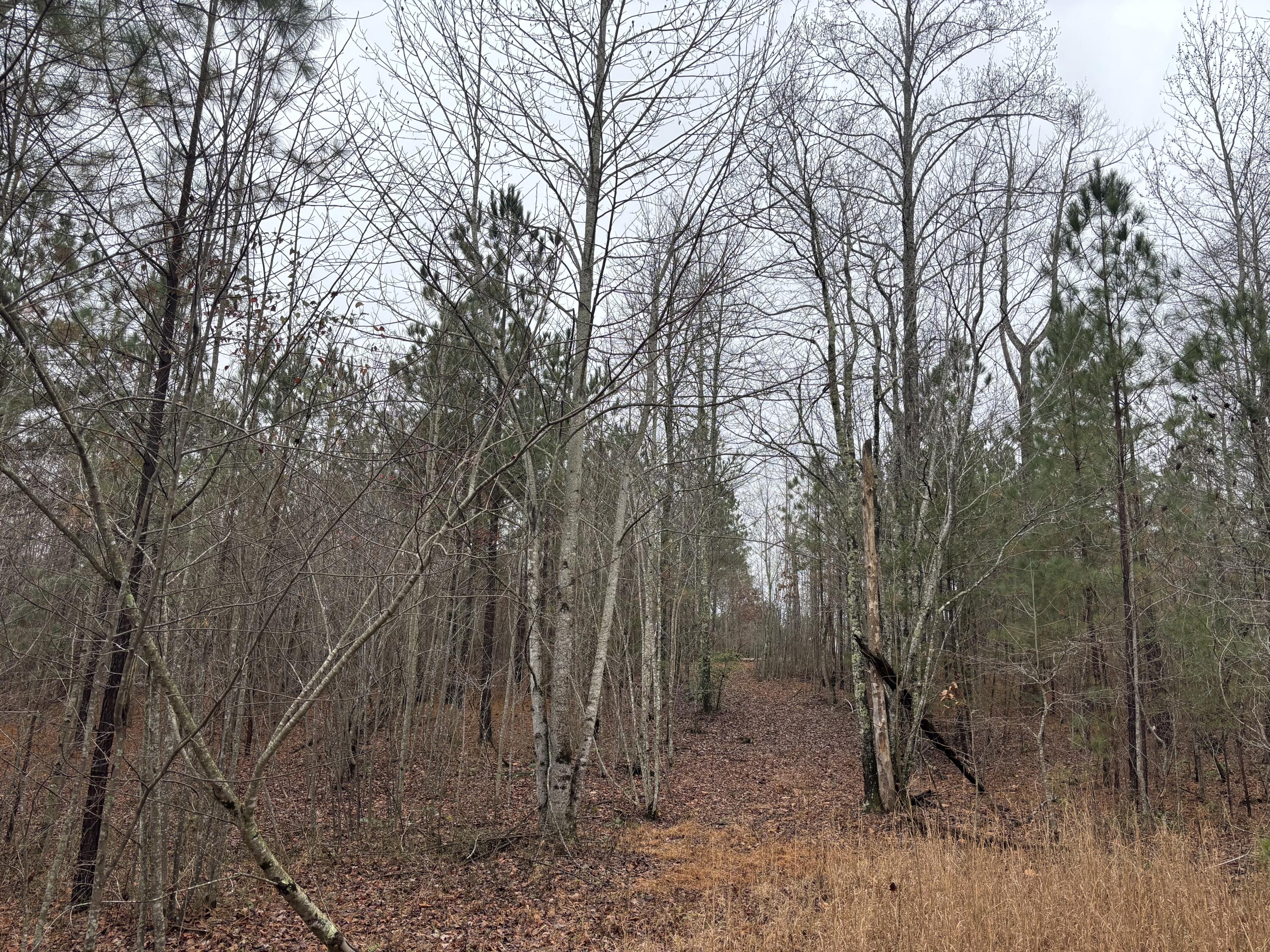 3699 Crockett Pointe Jasper, TN 37347 - Photo 25 of 74 IMG_7497