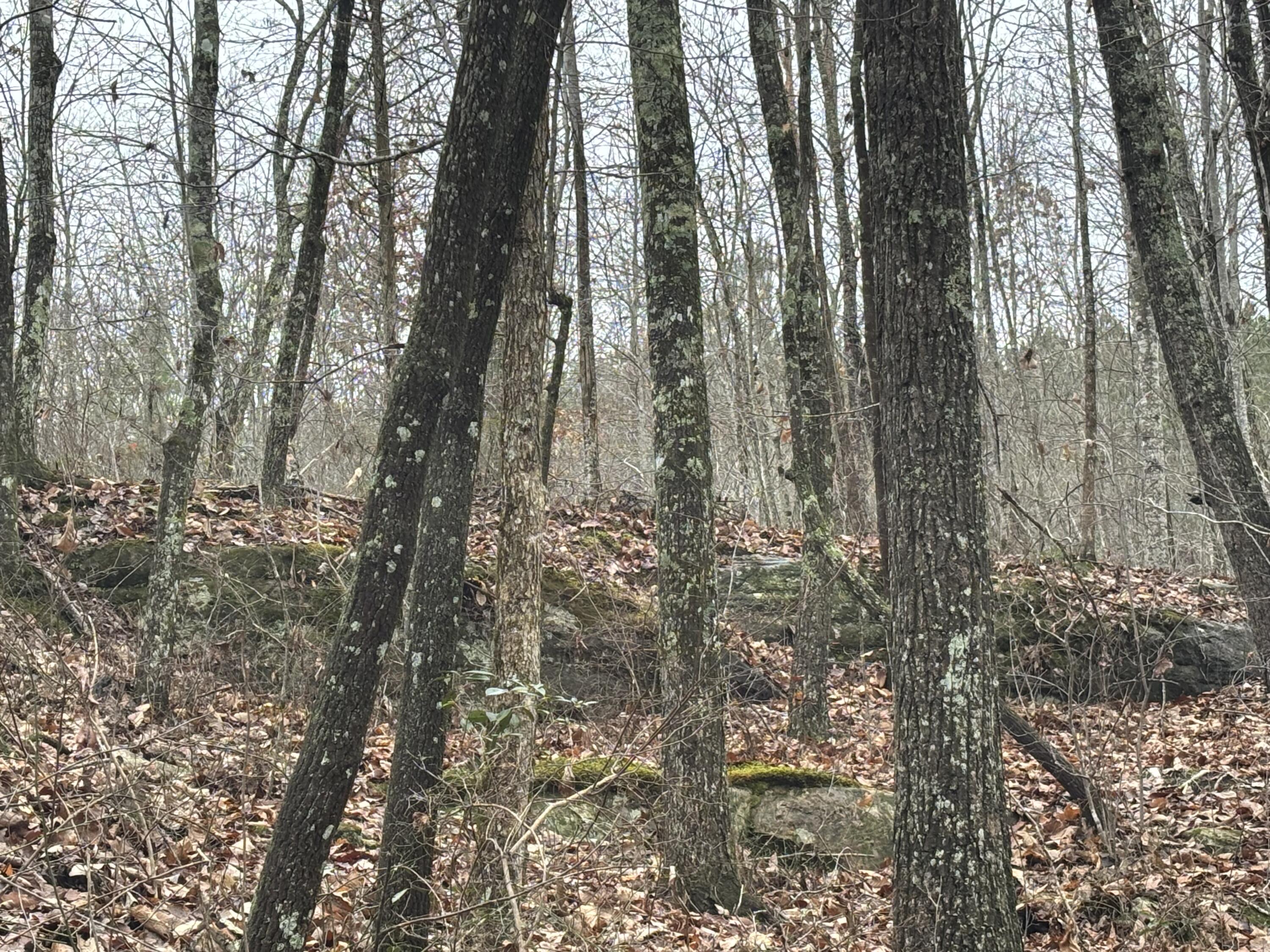 3699 Crockett Pointe Jasper, TN 37347 - Photo 9 of 74 IMG_7508