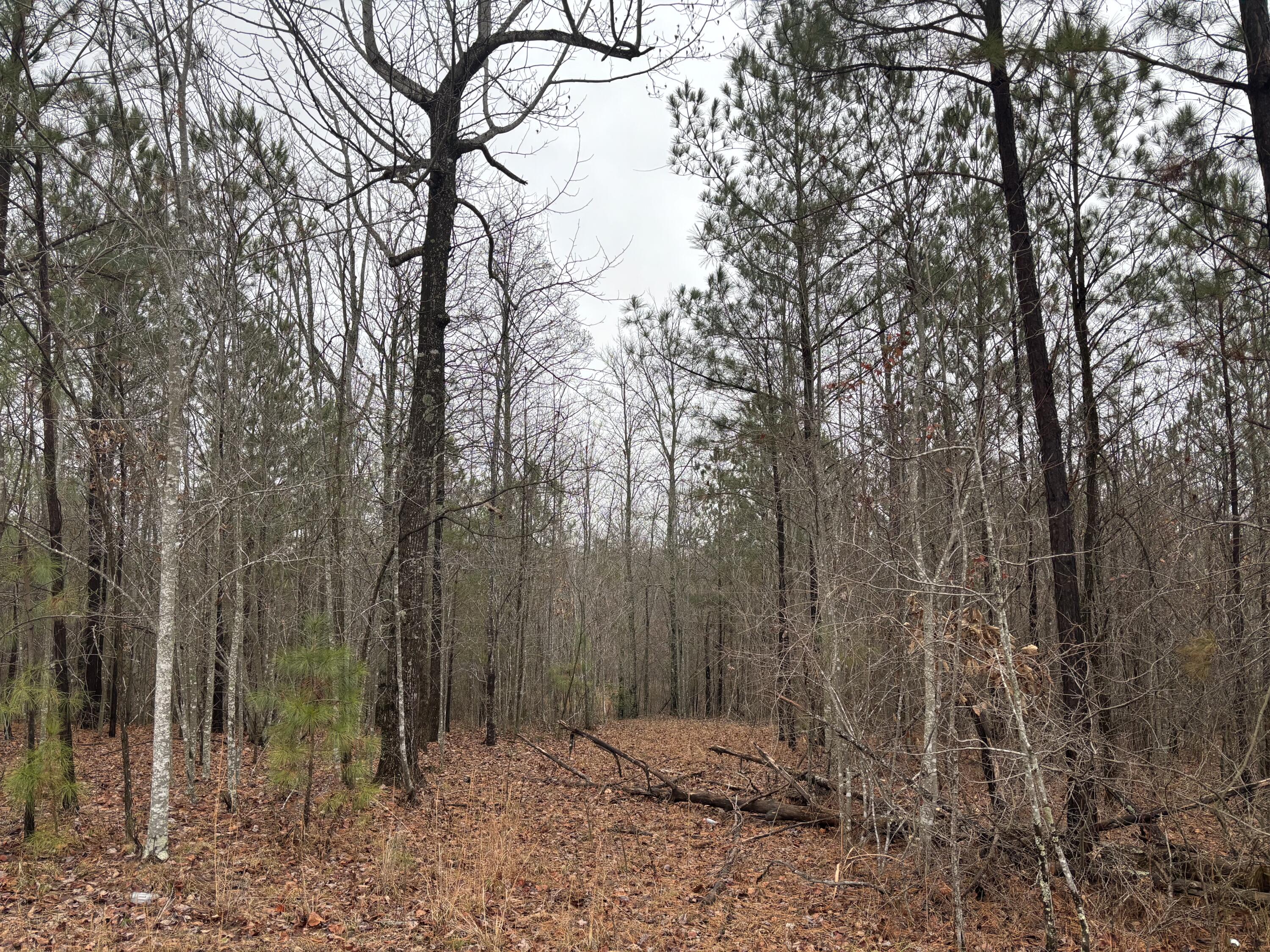 3699 Crockett Pointe Jasper, TN 37347 - Photo 10 of 74 IMG_7521