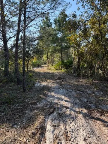 a view of a forest with trees in the background