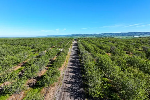 a view of a park with large trees