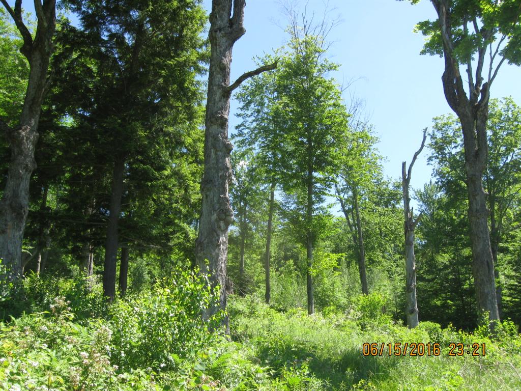 531 Butternut Hollow Road Enosburg Falls, VT 05450 - Photo 20 of 29 Gallery Image 20