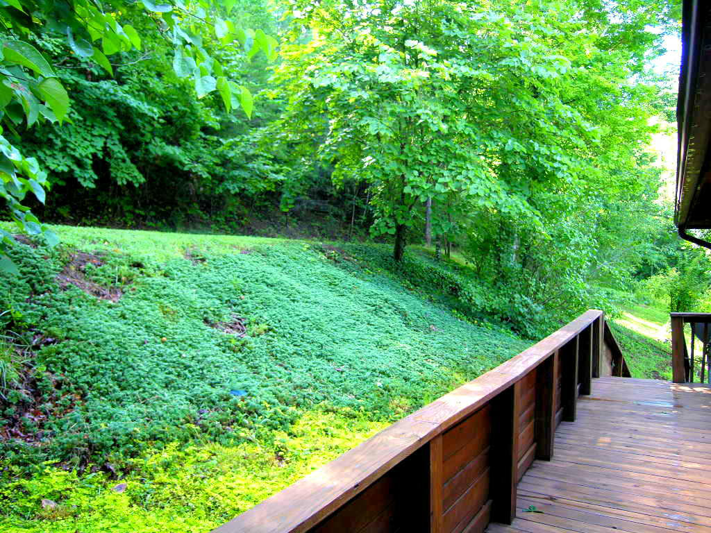 5120 Circle Road Corryton, TN 37721 - Photo 14 of 18 Level Area In Back Yard