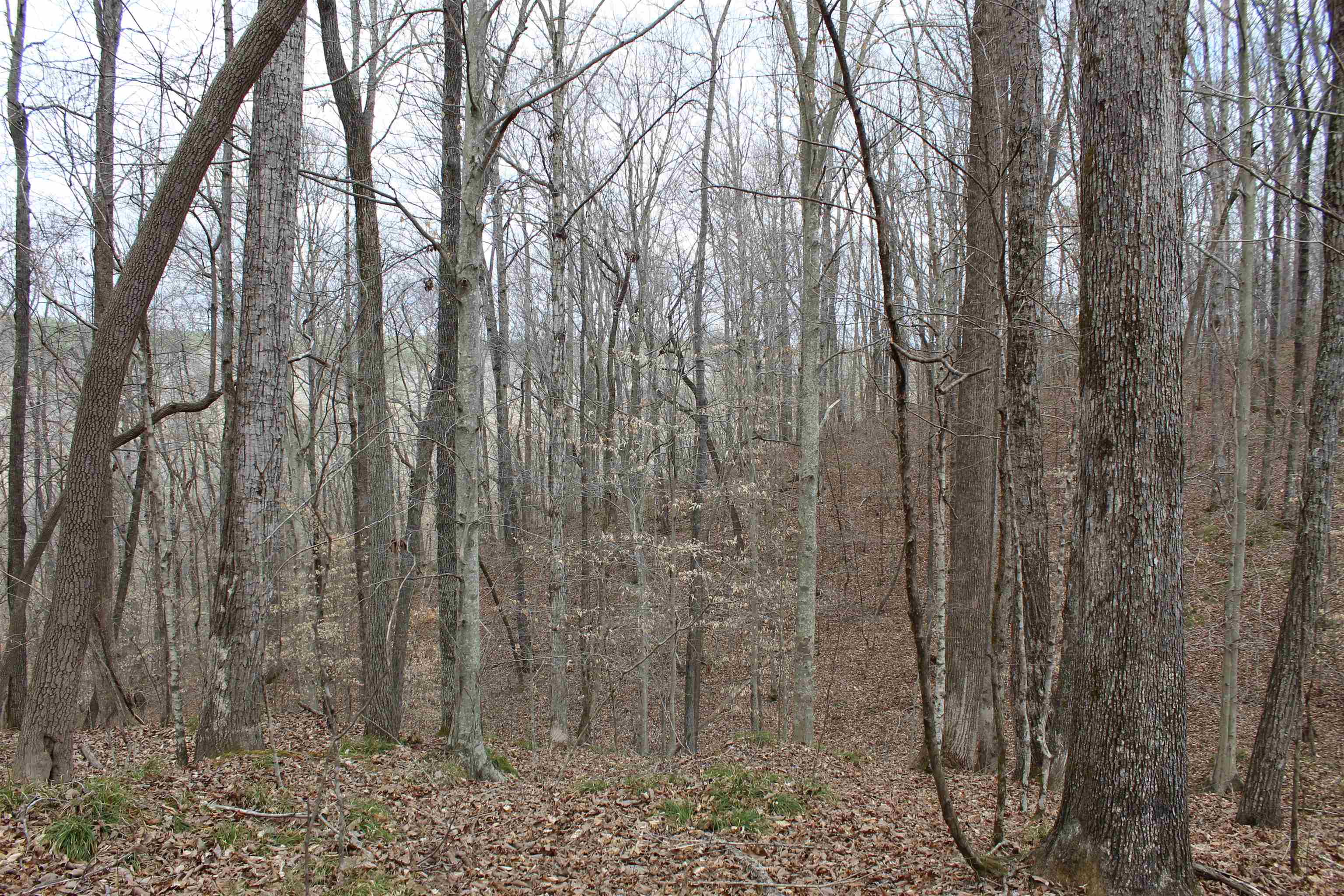 3482 Waterfall Creek Road Collinwood, TN 38450 - Photo 11 of 40