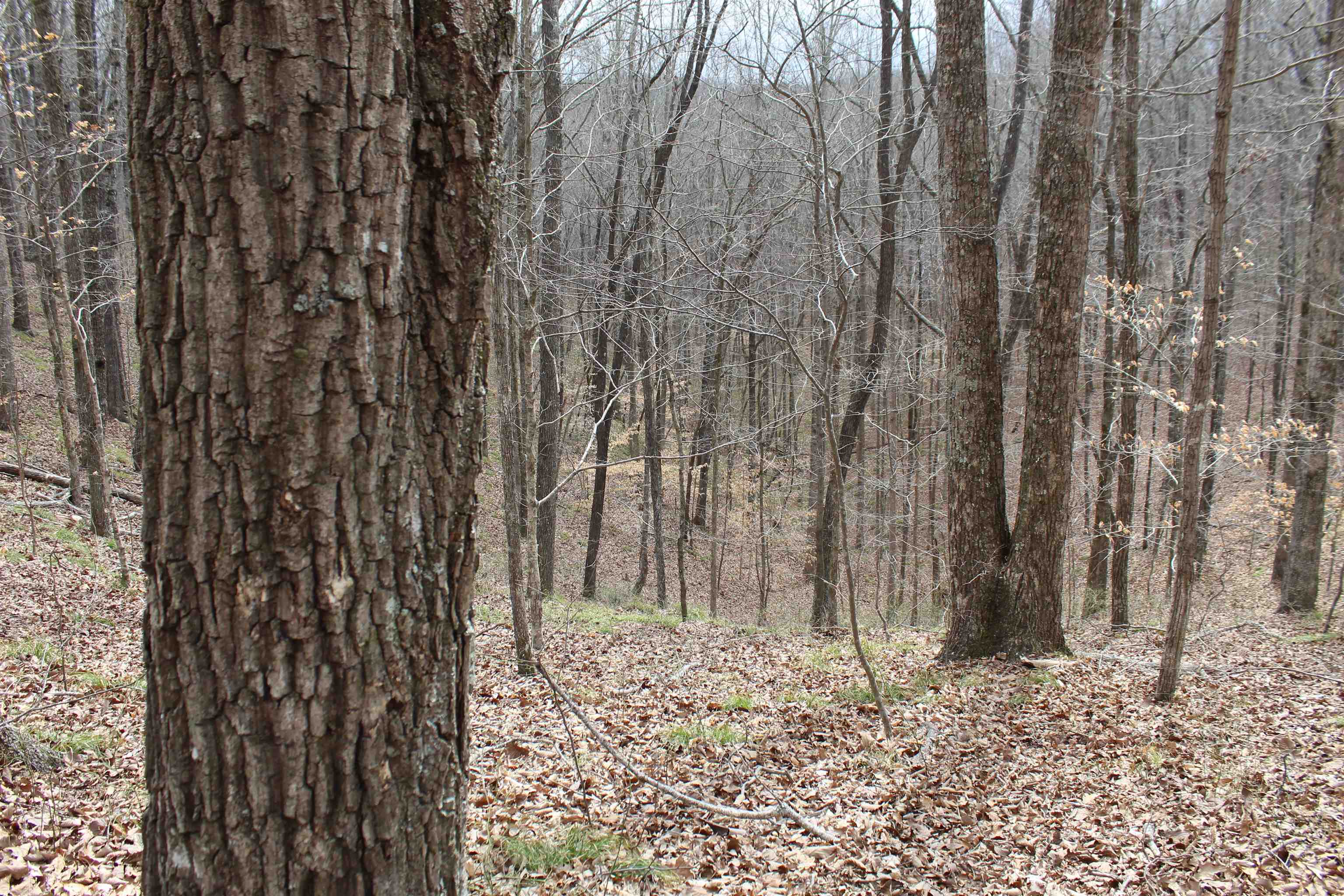 3482 Waterfall Creek Road Collinwood, TN 38450 - Photo 13 of 40