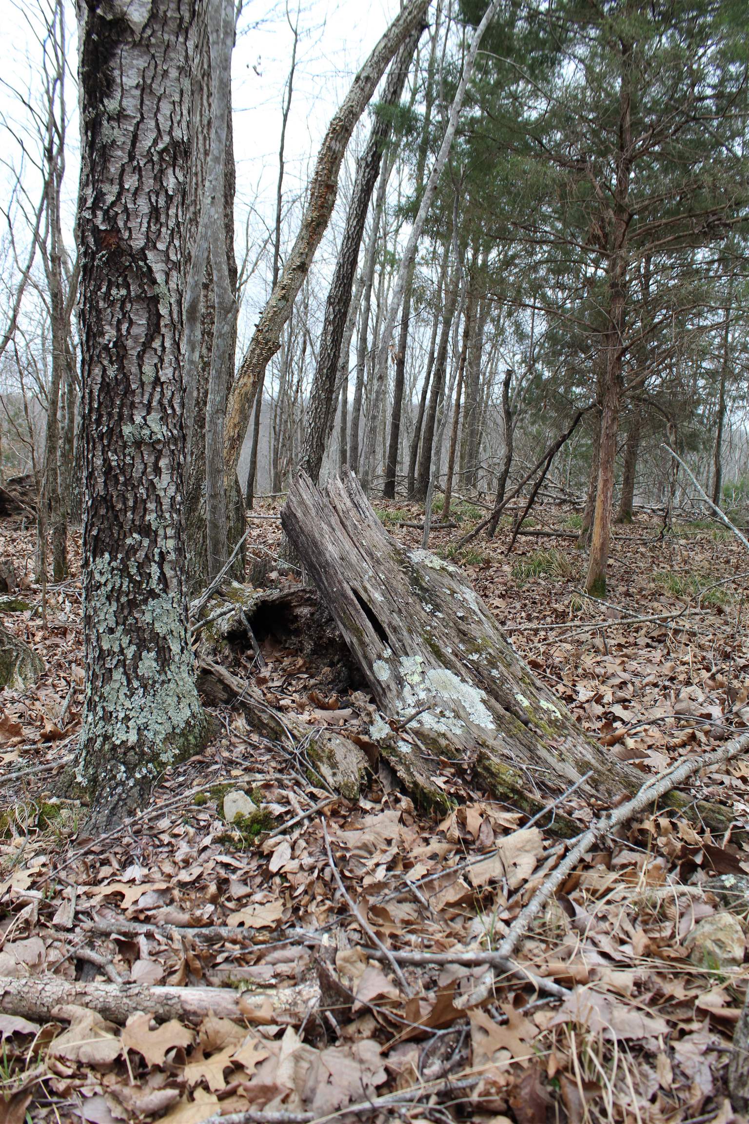 3482 Waterfall Creek Road Collinwood, TN 38450 - Photo 17 of 40