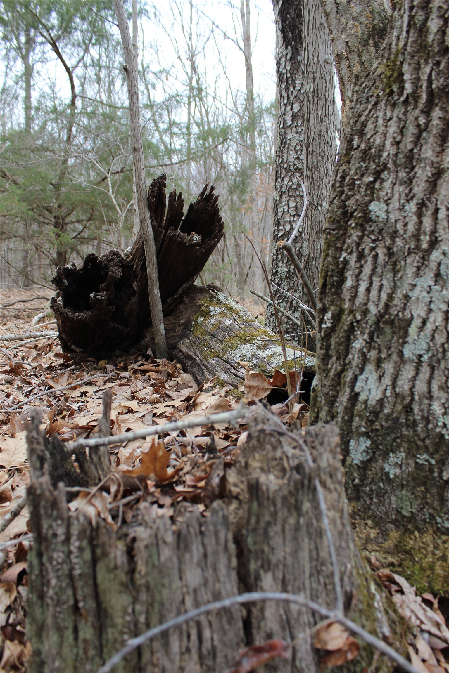 3482 Waterfall Creek Road Collinwood, TN 38450 - Photo 18 of 40