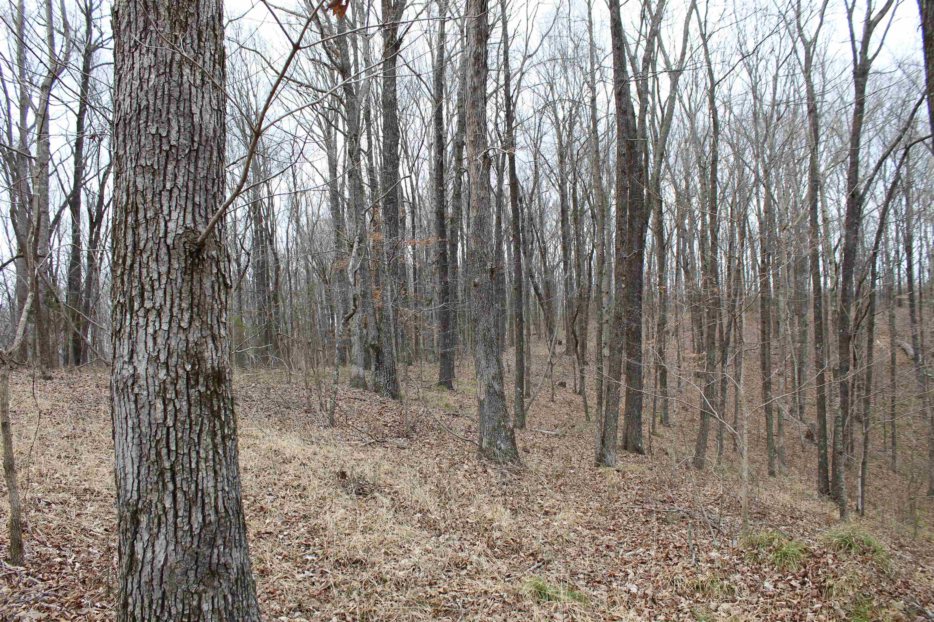 3482 Waterfall Creek Road Collinwood, TN 38450 - Photo 20 of 40