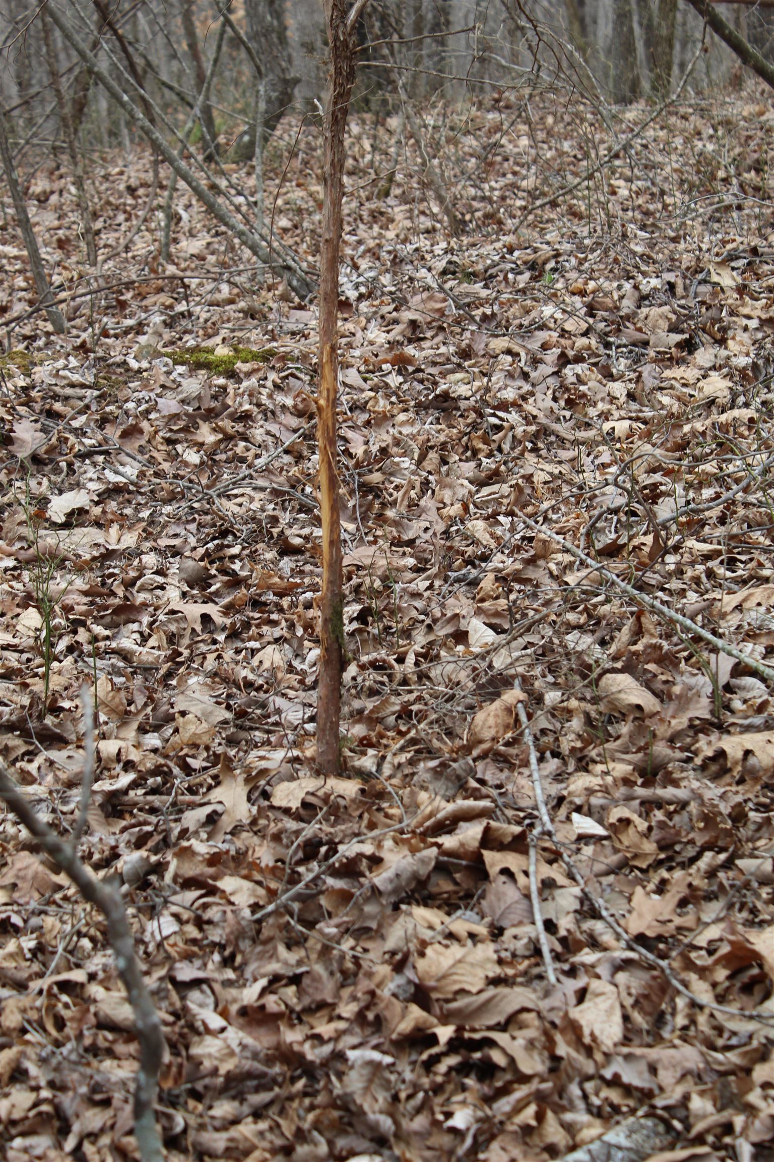 3482 Waterfall Creek Road Collinwood, TN 38450 - Photo 21 of 40