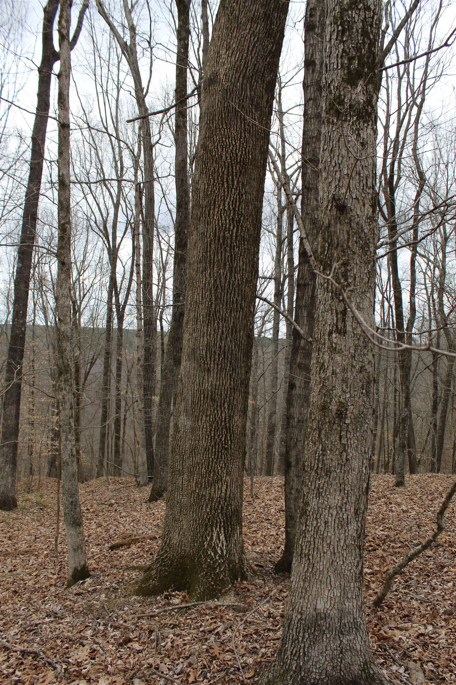 3482 Waterfall Creek Road Collinwood, TN 38450 - Photo 22 of 40