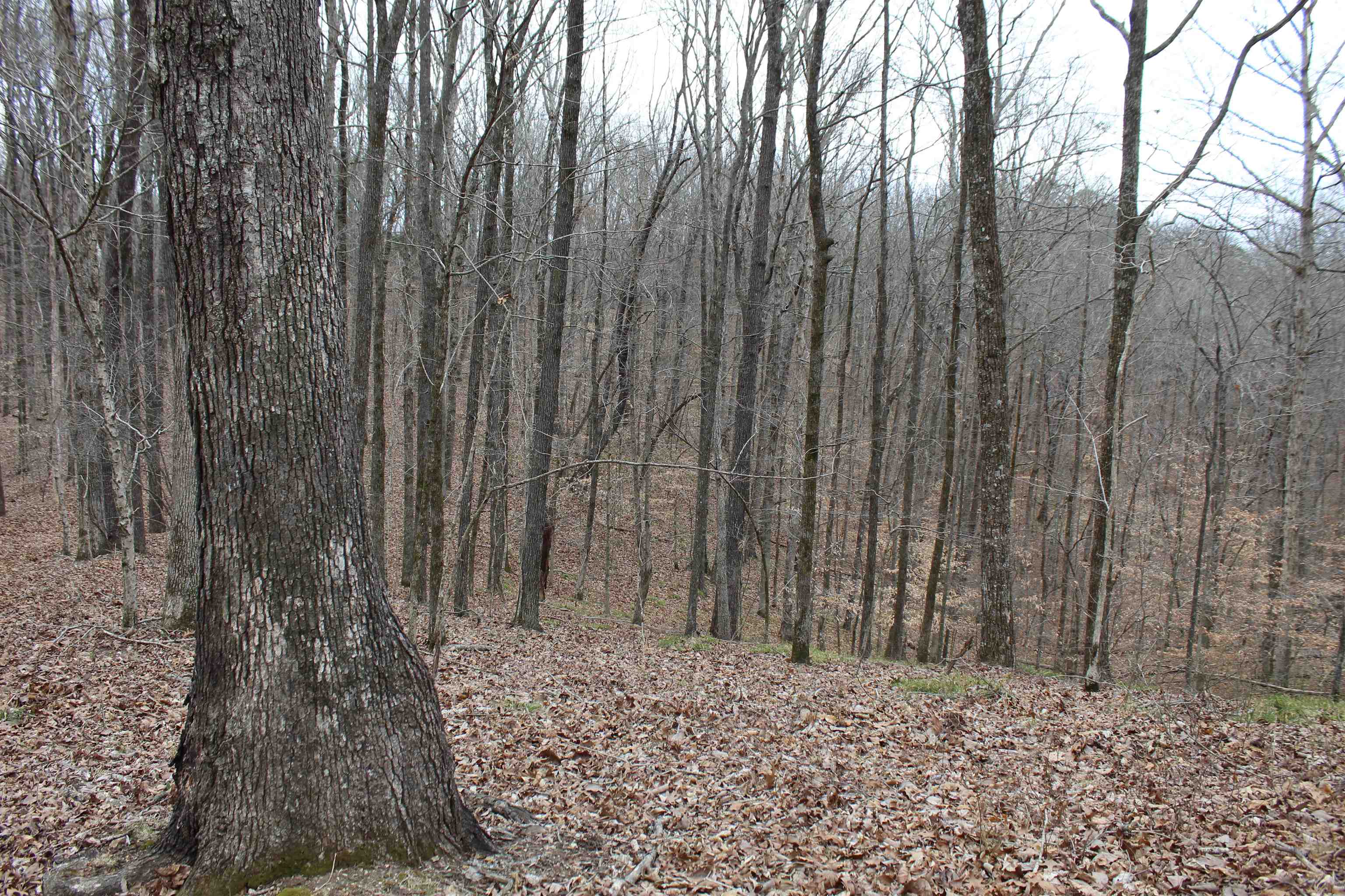 3482 Waterfall Creek Road Collinwood, TN 38450 - Photo 23 of 40