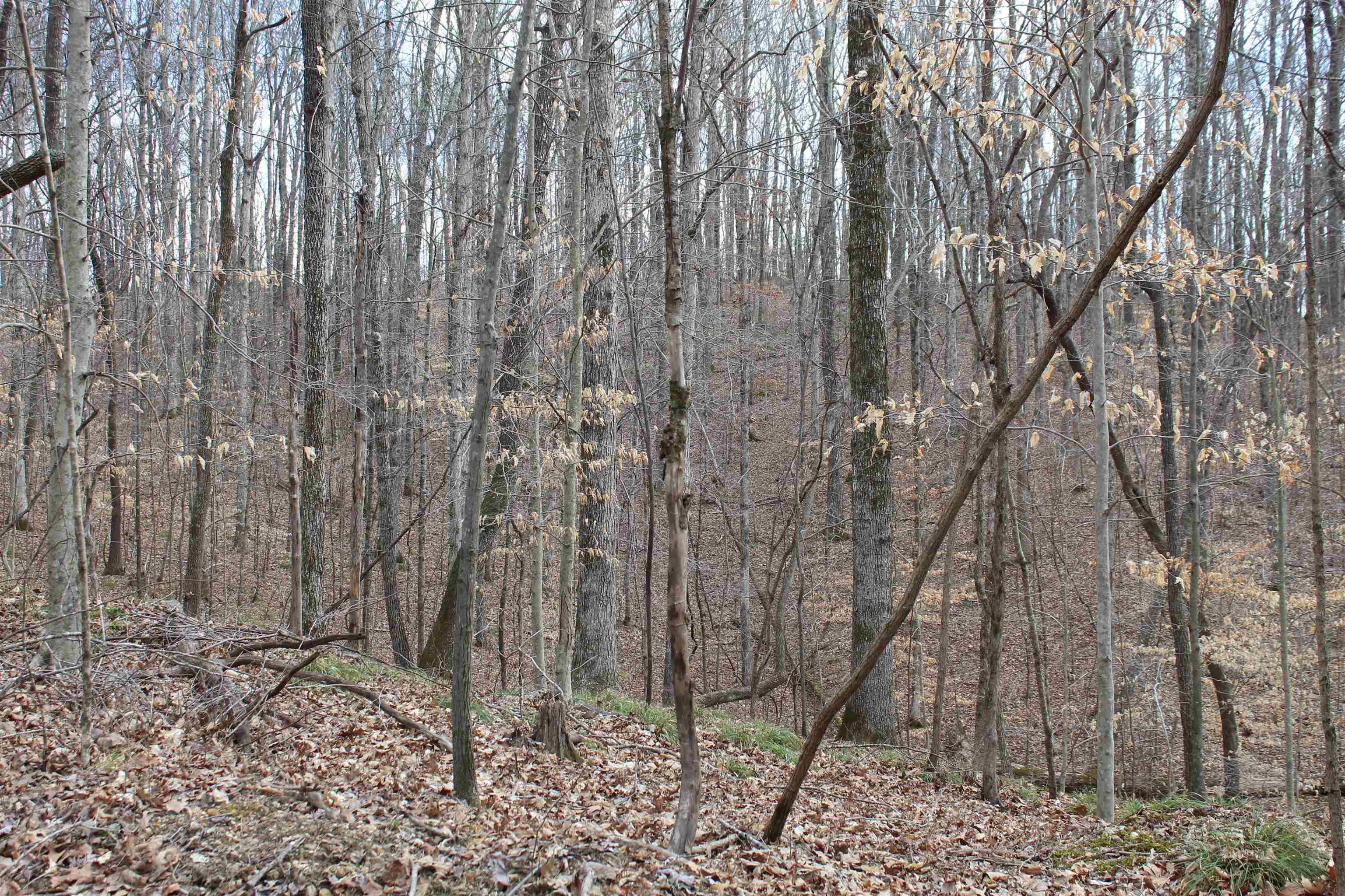 3482 Waterfall Creek Road Collinwood, TN 38450 - Photo 3 of 40