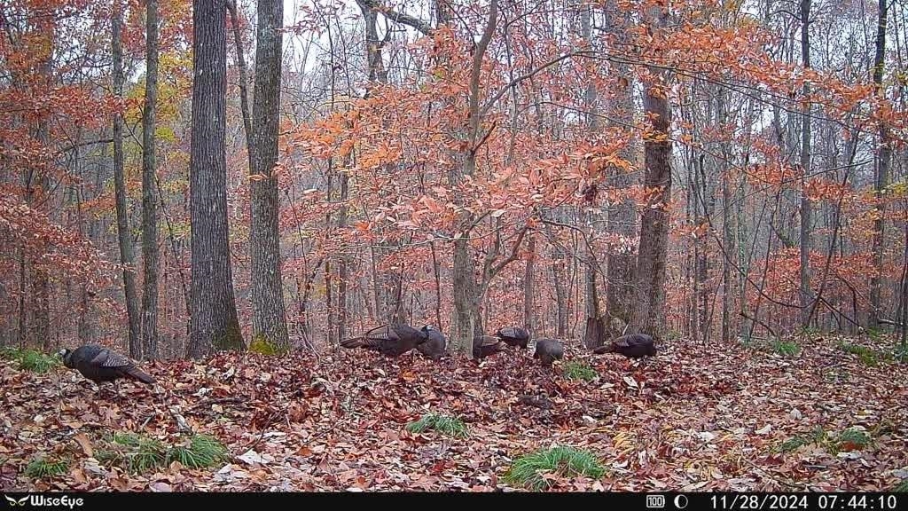 3482 Waterfall Creek Road Collinwood, TN 38450 - Photo 40 of 40