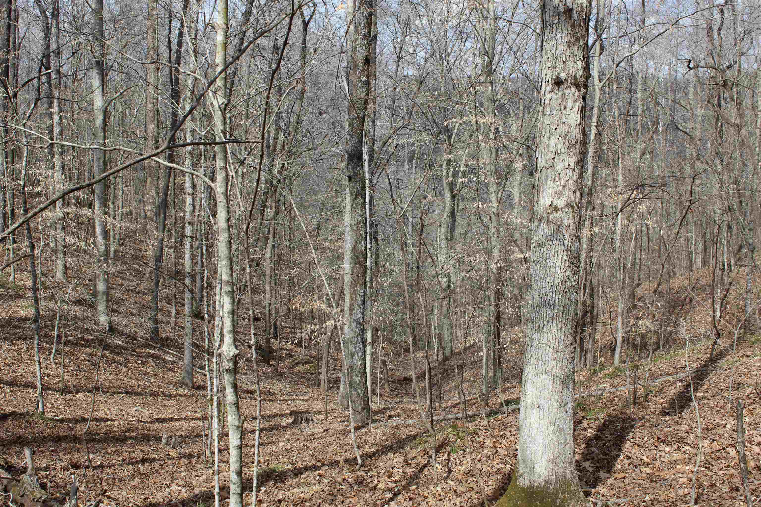 3482 Waterfall Creek Road Collinwood, TN 38450 - Photo 4 of 40