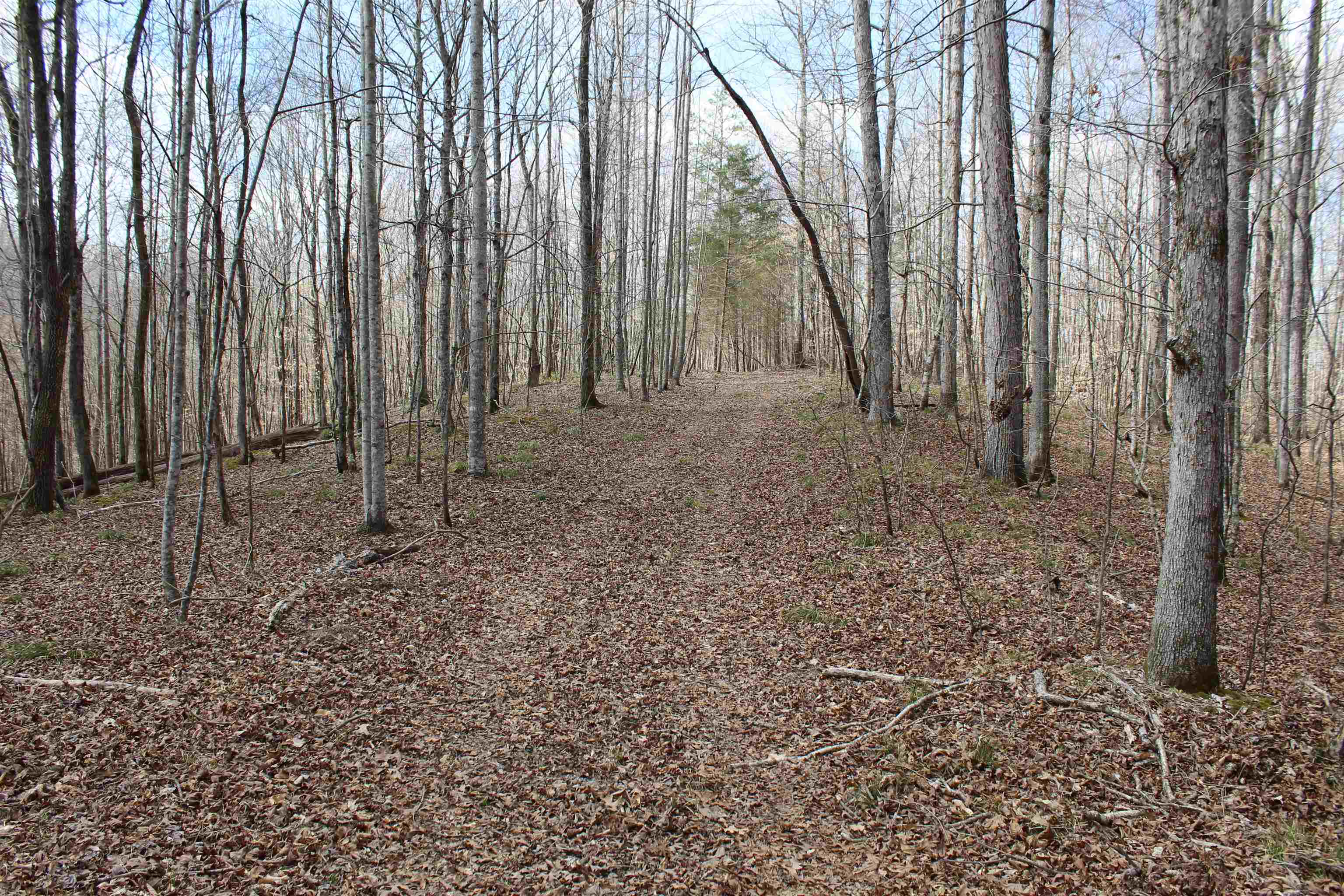 3482 Waterfall Creek Road Collinwood, TN 38450 - Photo 5 of 40