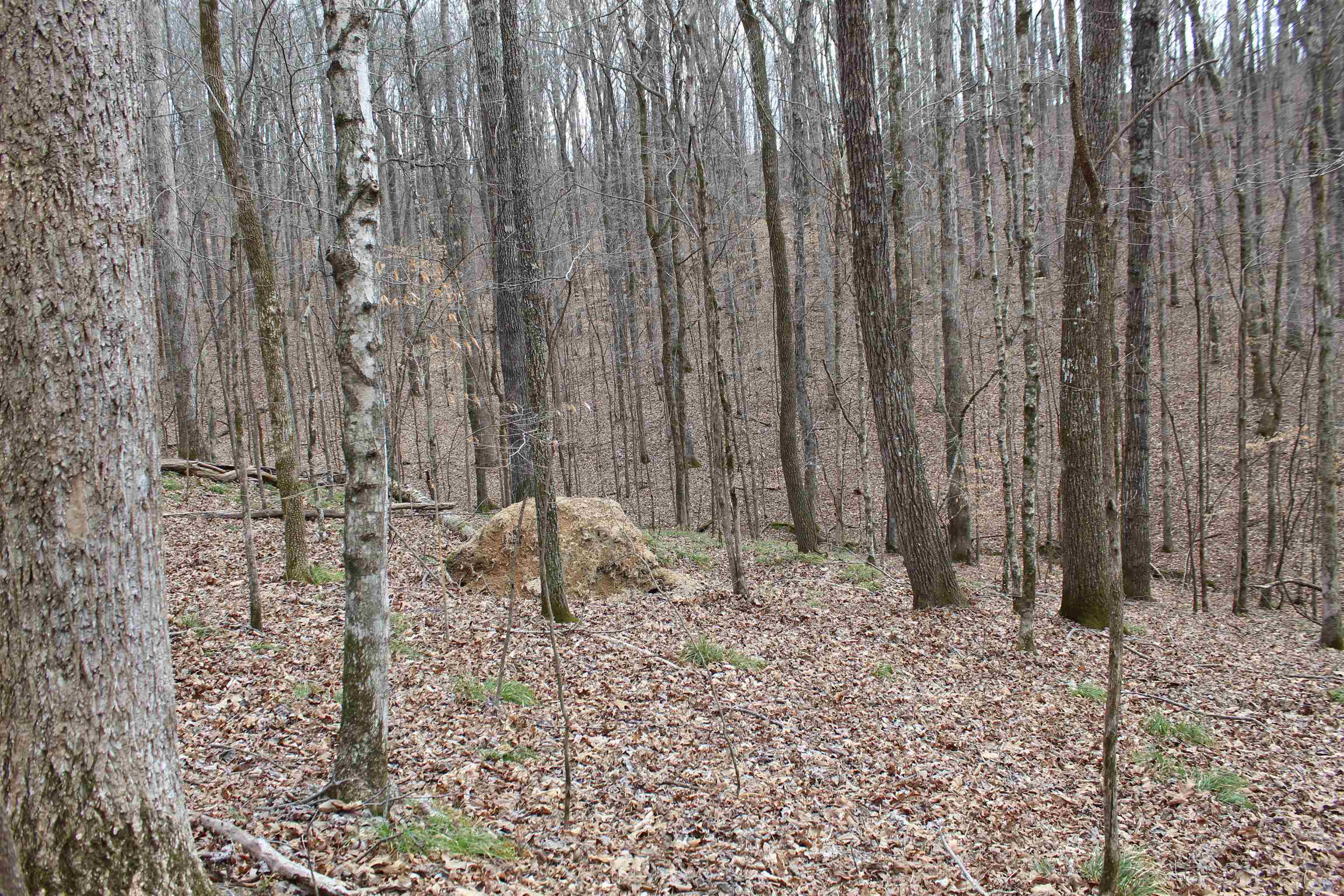 3482 Waterfall Creek Road Collinwood, TN 38450 - Photo 6 of 40