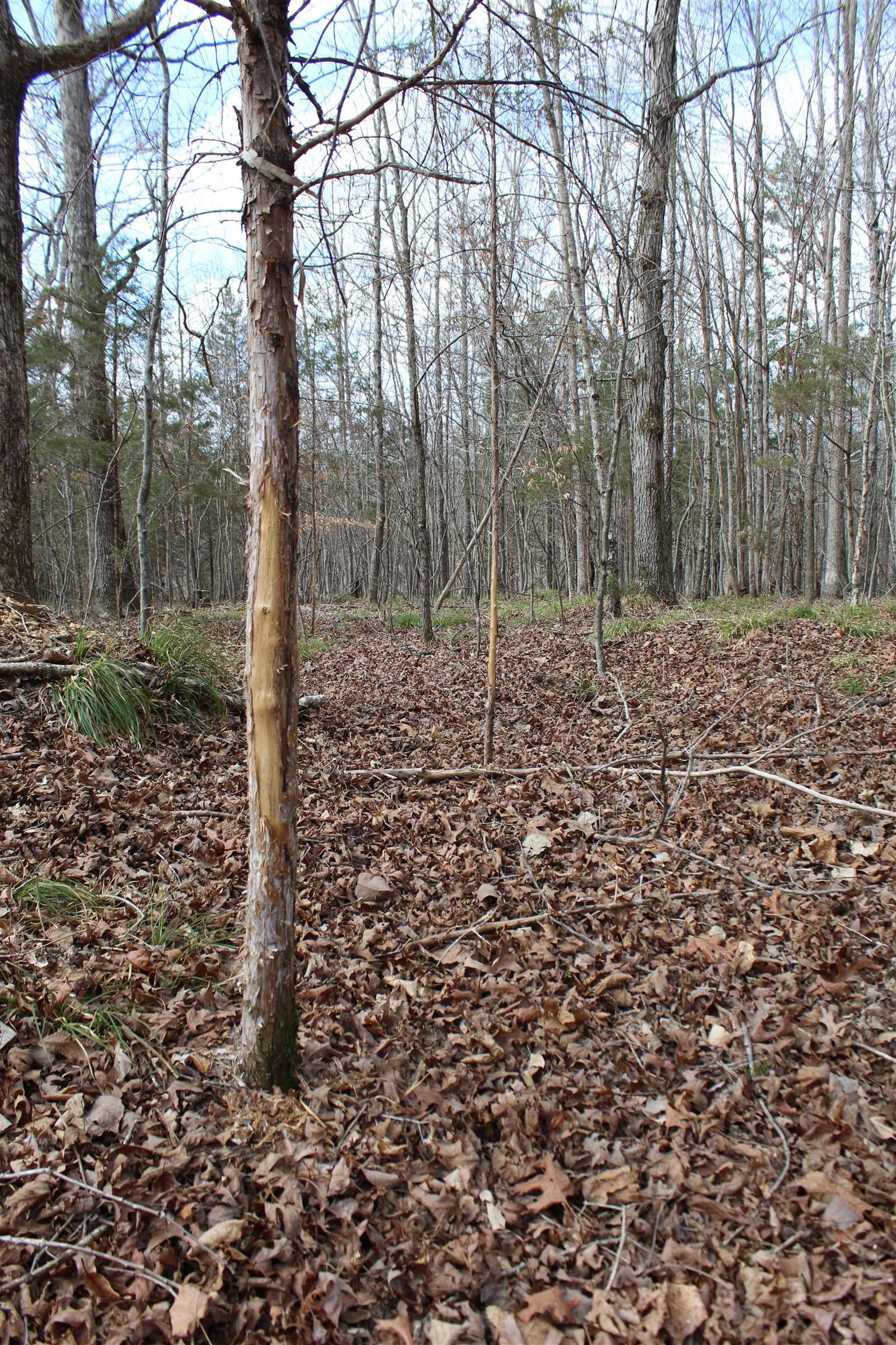 3482 Waterfall Creek Road Collinwood, TN 38450 - Photo 7 of 40