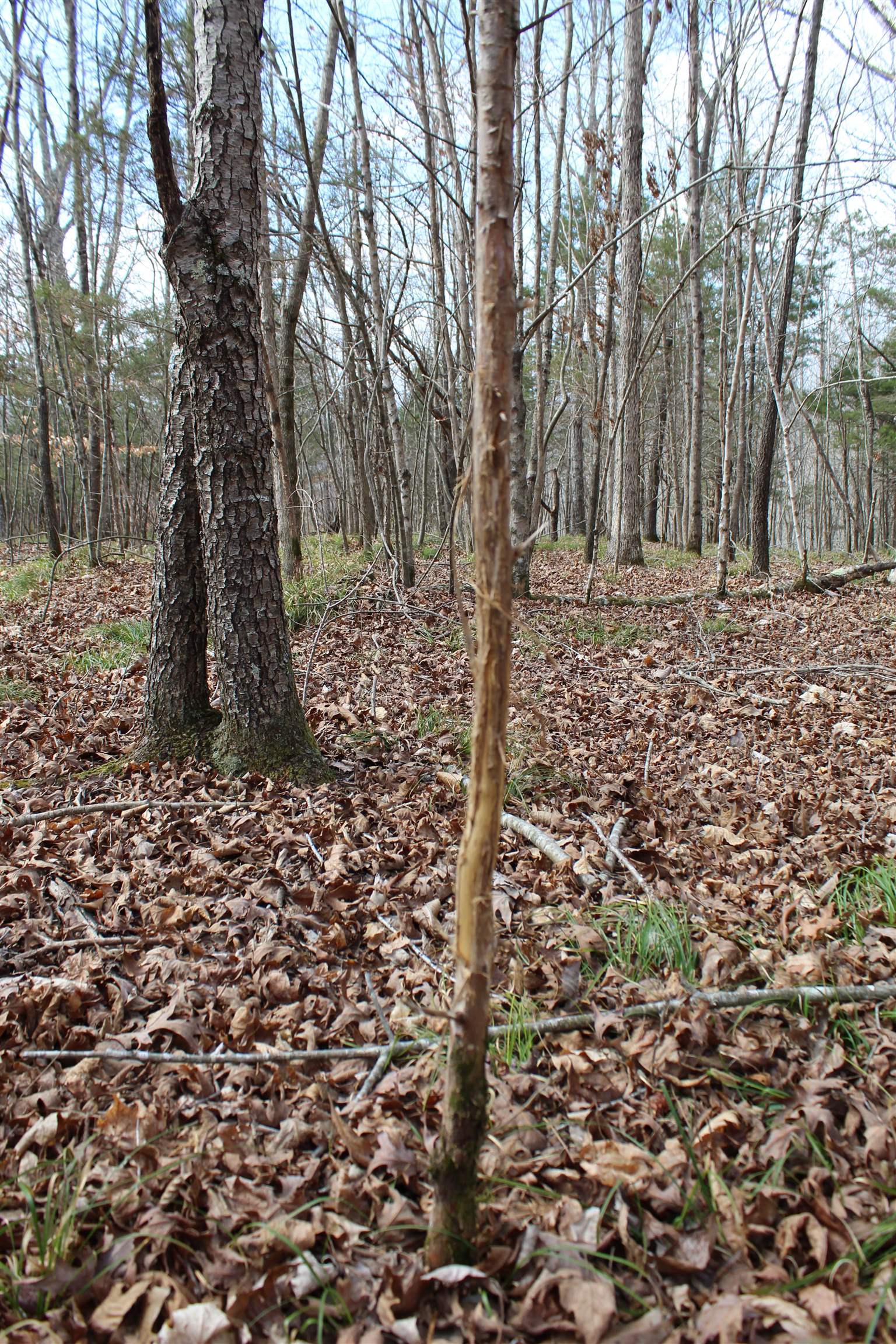 3482 Waterfall Creek Road Collinwood, TN 38450 - Photo 8 of 40