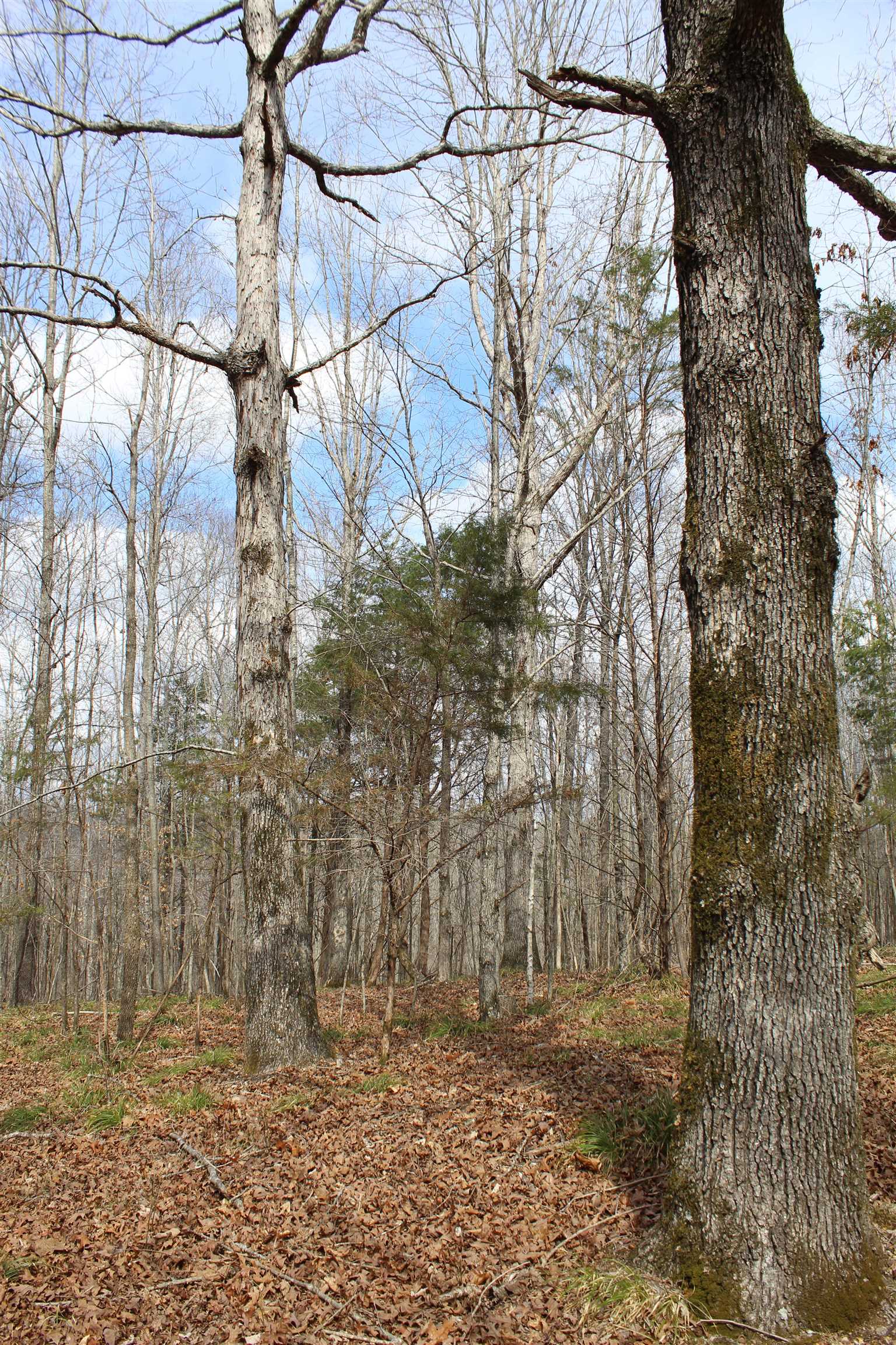 3482 Waterfall Creek Road Collinwood, TN 38450 - Photo 9 of 40