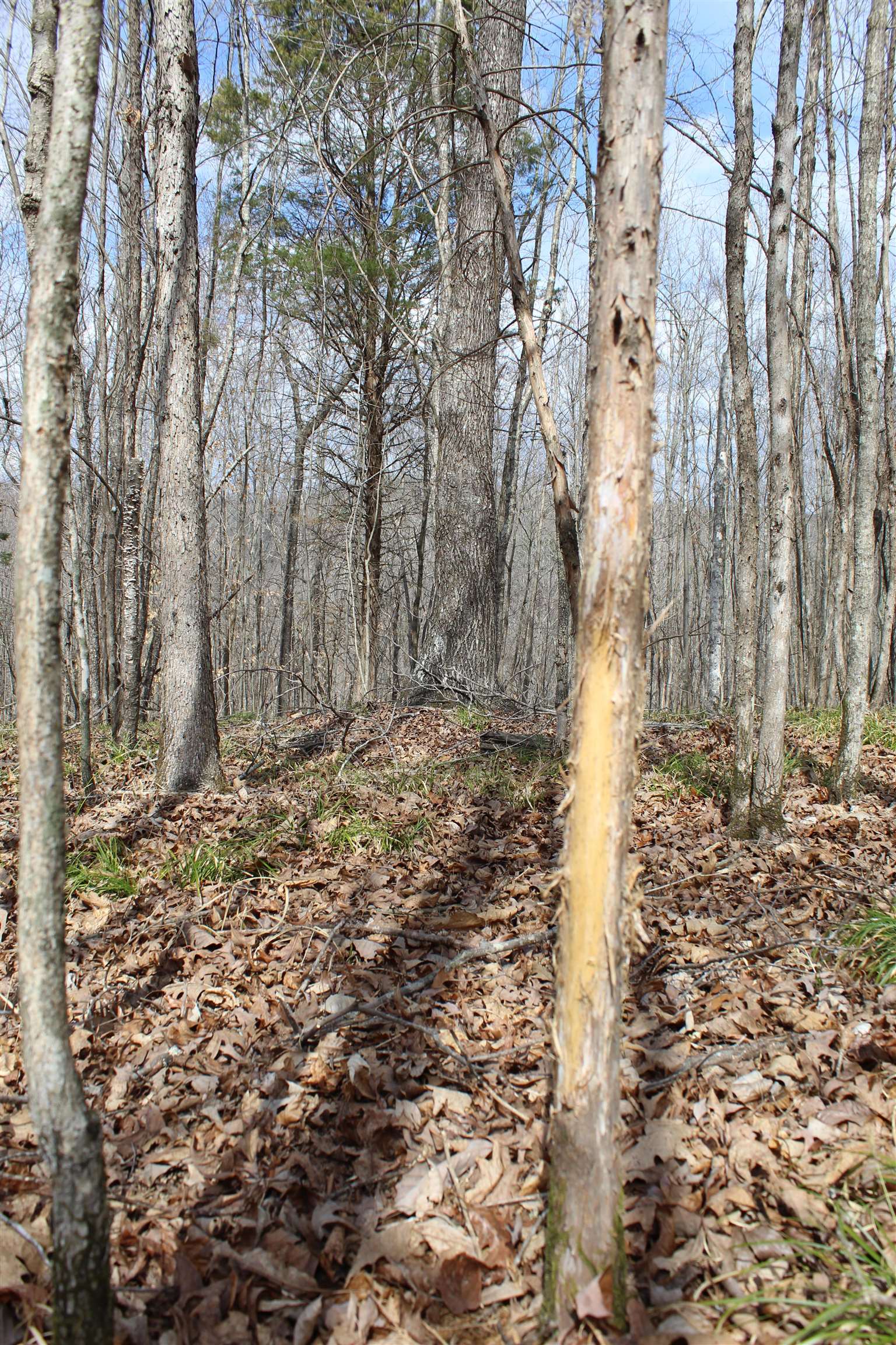 3482 Waterfall Creek Road Collinwood, TN 38450 - Photo 10 of 40