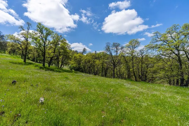 a view of a big yard with swimming pool and green space