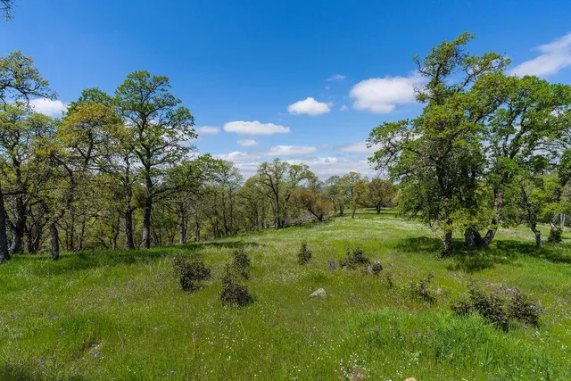 a view of a big yard with a large tree