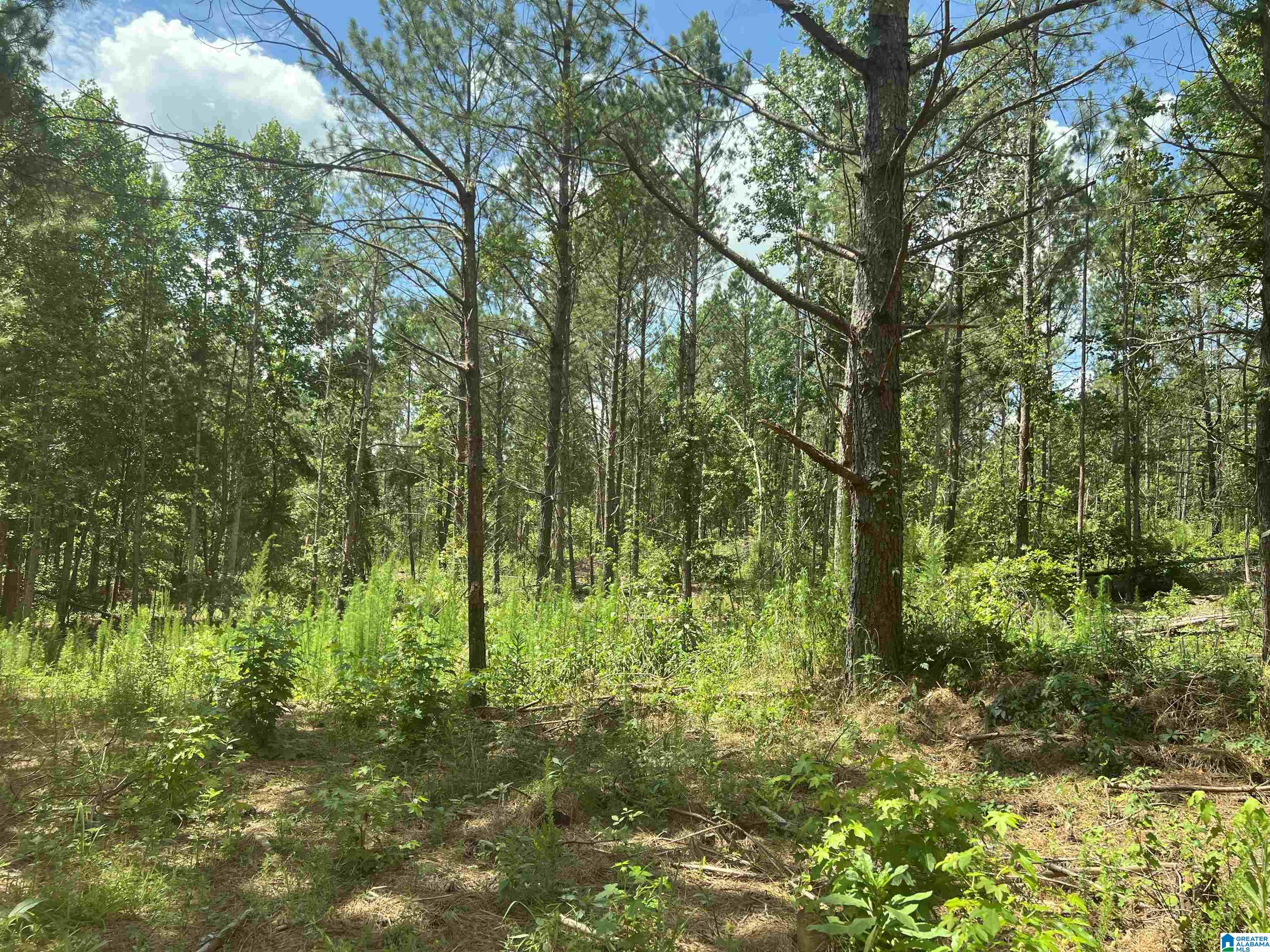 0 County Road 689, Unit 1 Ranburne, AL 36273 - Photo 13 of 69