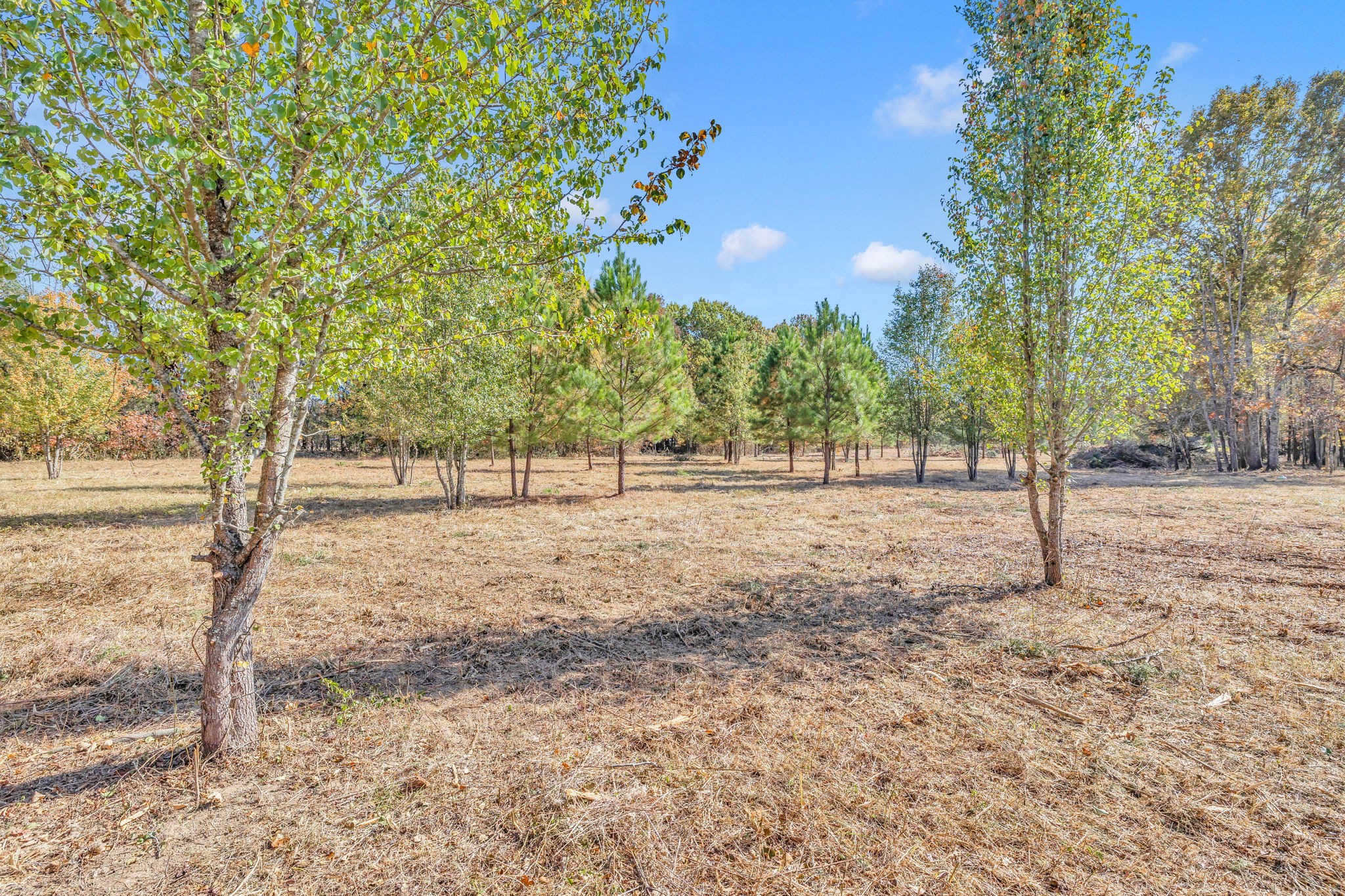 0 Bishop Road Lewisburg, TN 37091 - Photo 8 of 35 a view of outdoor space with trees