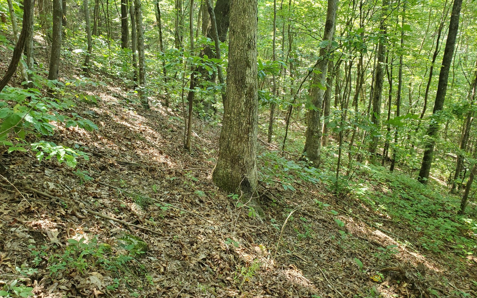Additional View