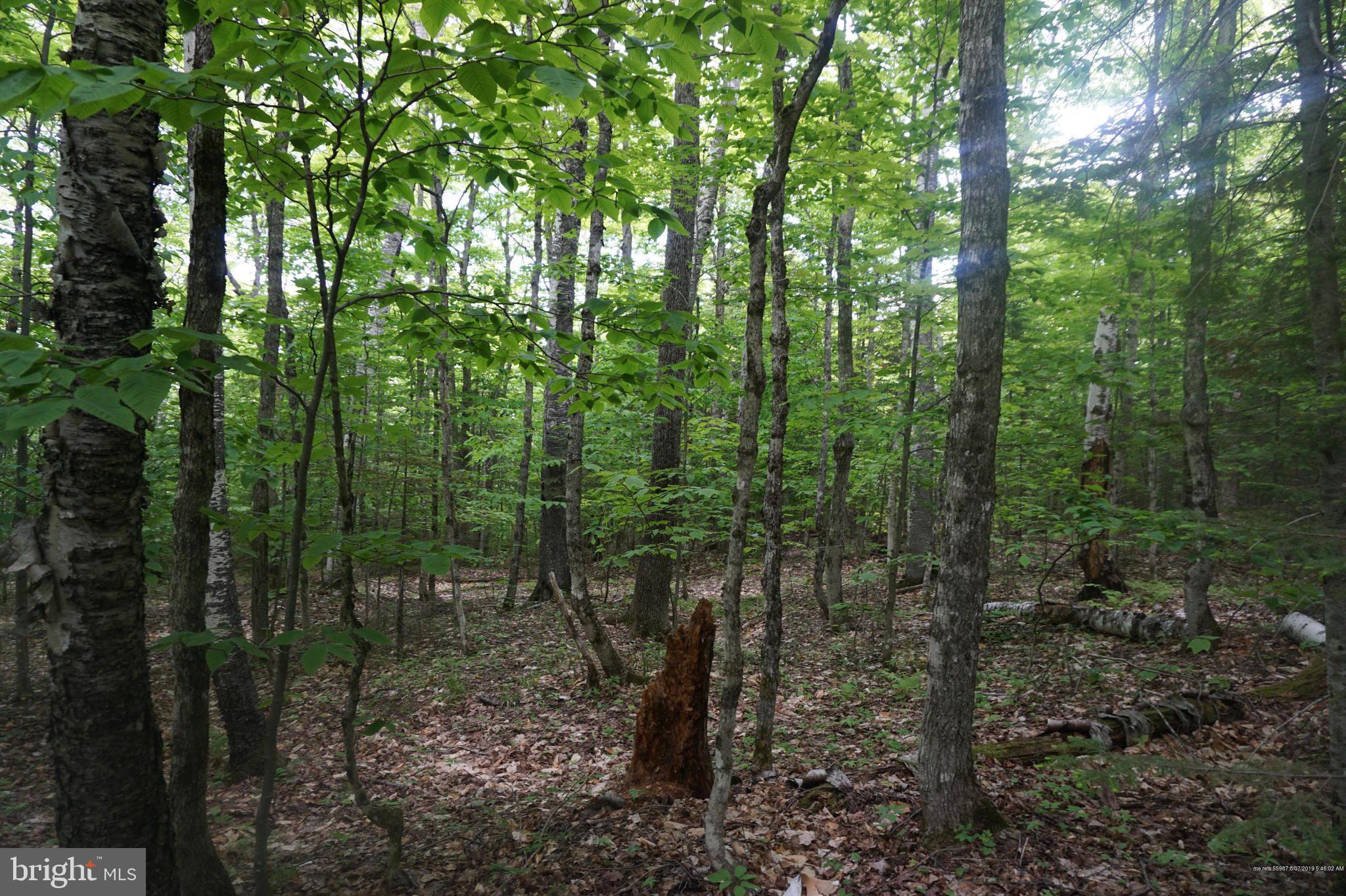 Great Lot with woods / open spaces and a Pond
