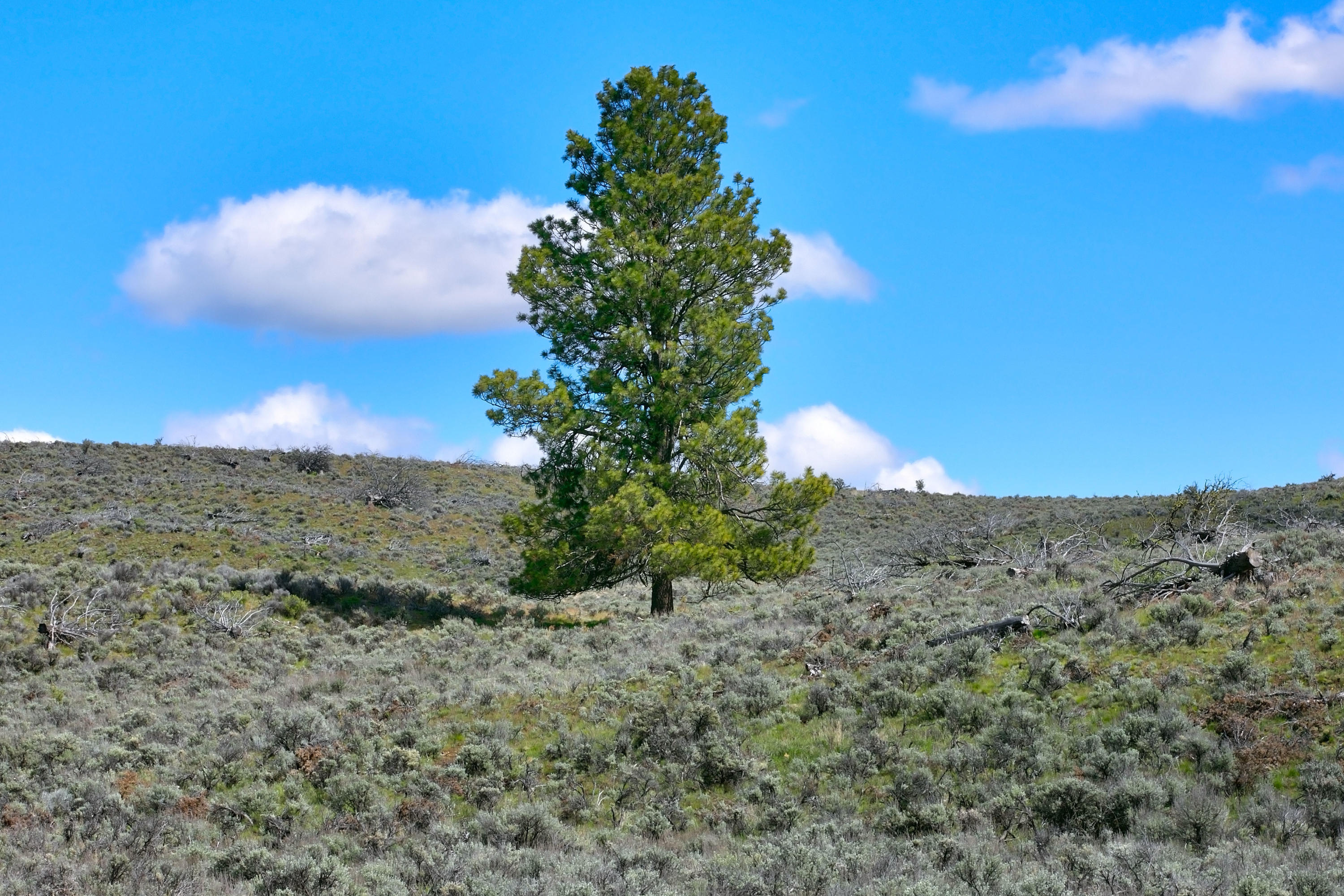0 Merrill Road Prineville, OR 97754 - Photo 19 of 42 19 Stabb Brothers Land._081