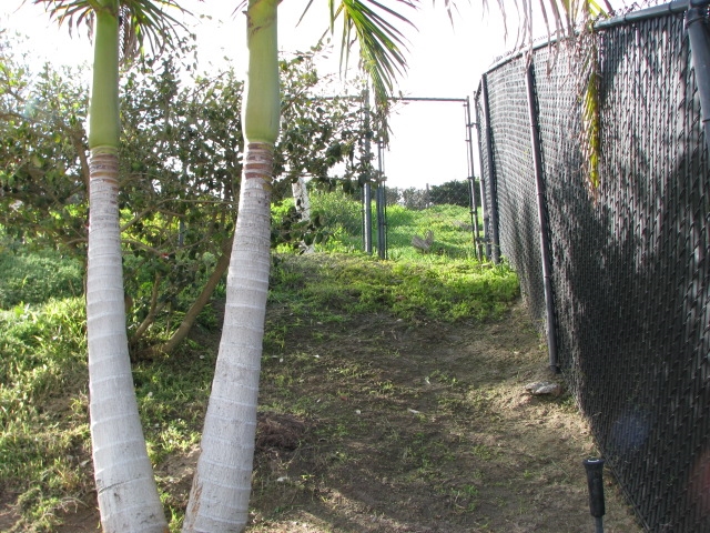 365 Mainsail Road Oceanside, CA 92054 - Photo 11 of 25 upper yard access